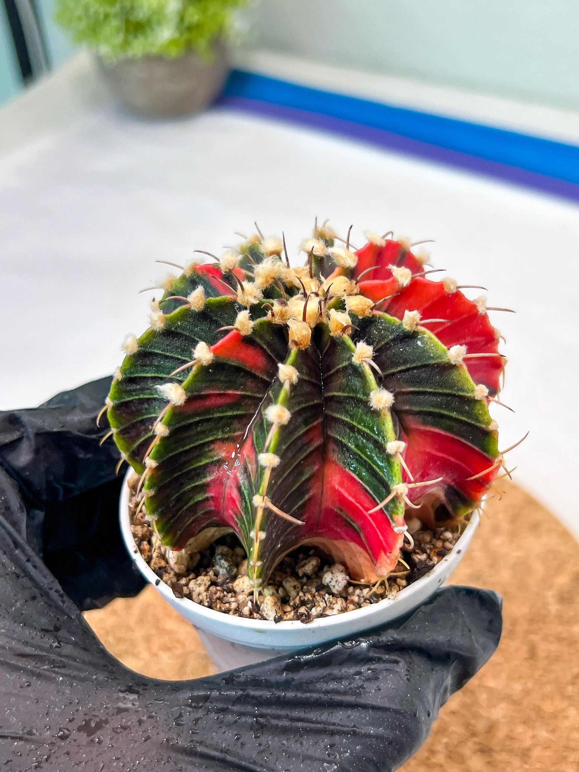 Gymnocalycium Mihanovichii Var (g3) (g5) | variegated cactus