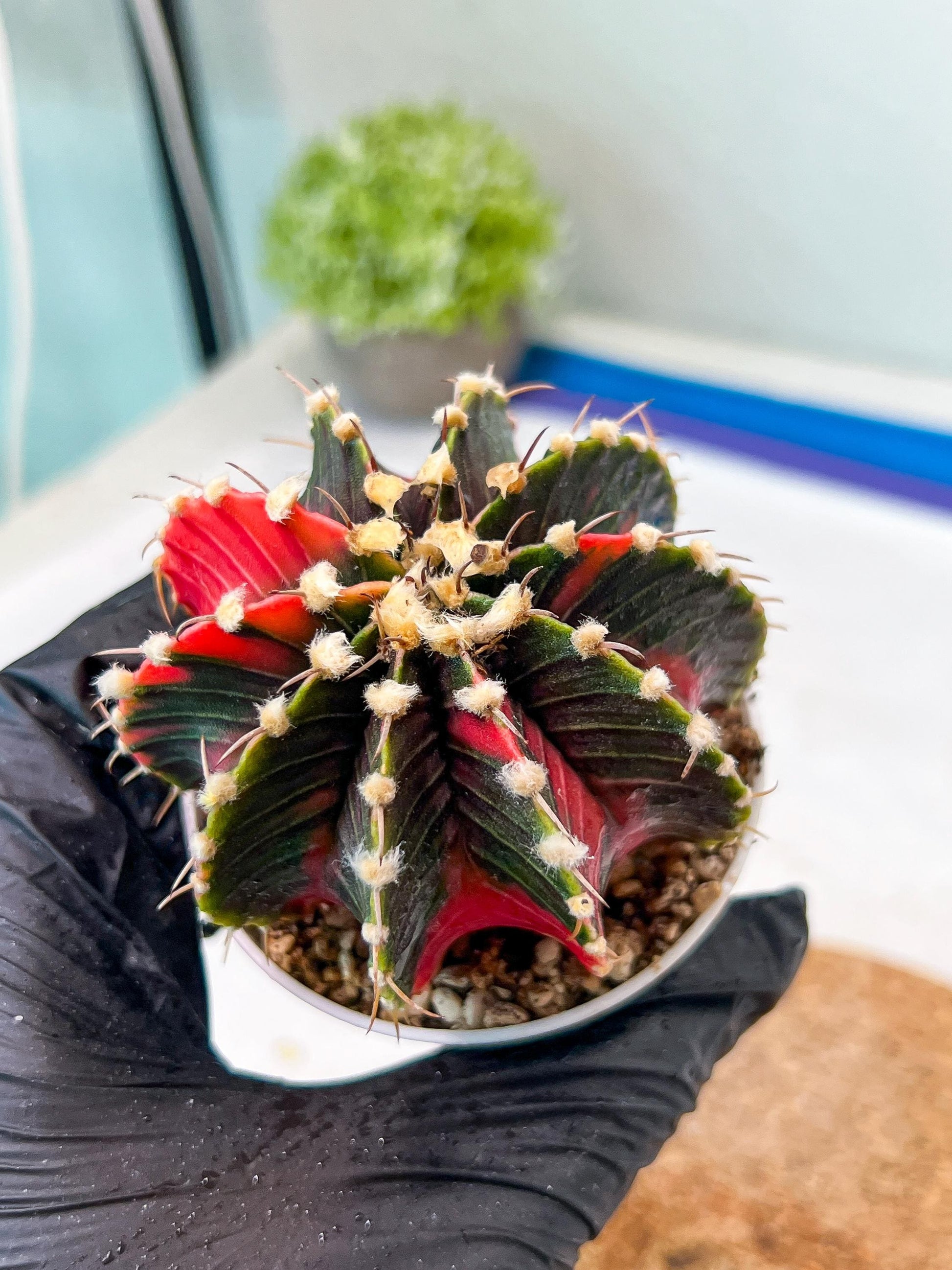 Gymnocalycium Mihanovichii Var (g3) (g5) | variegated cactus