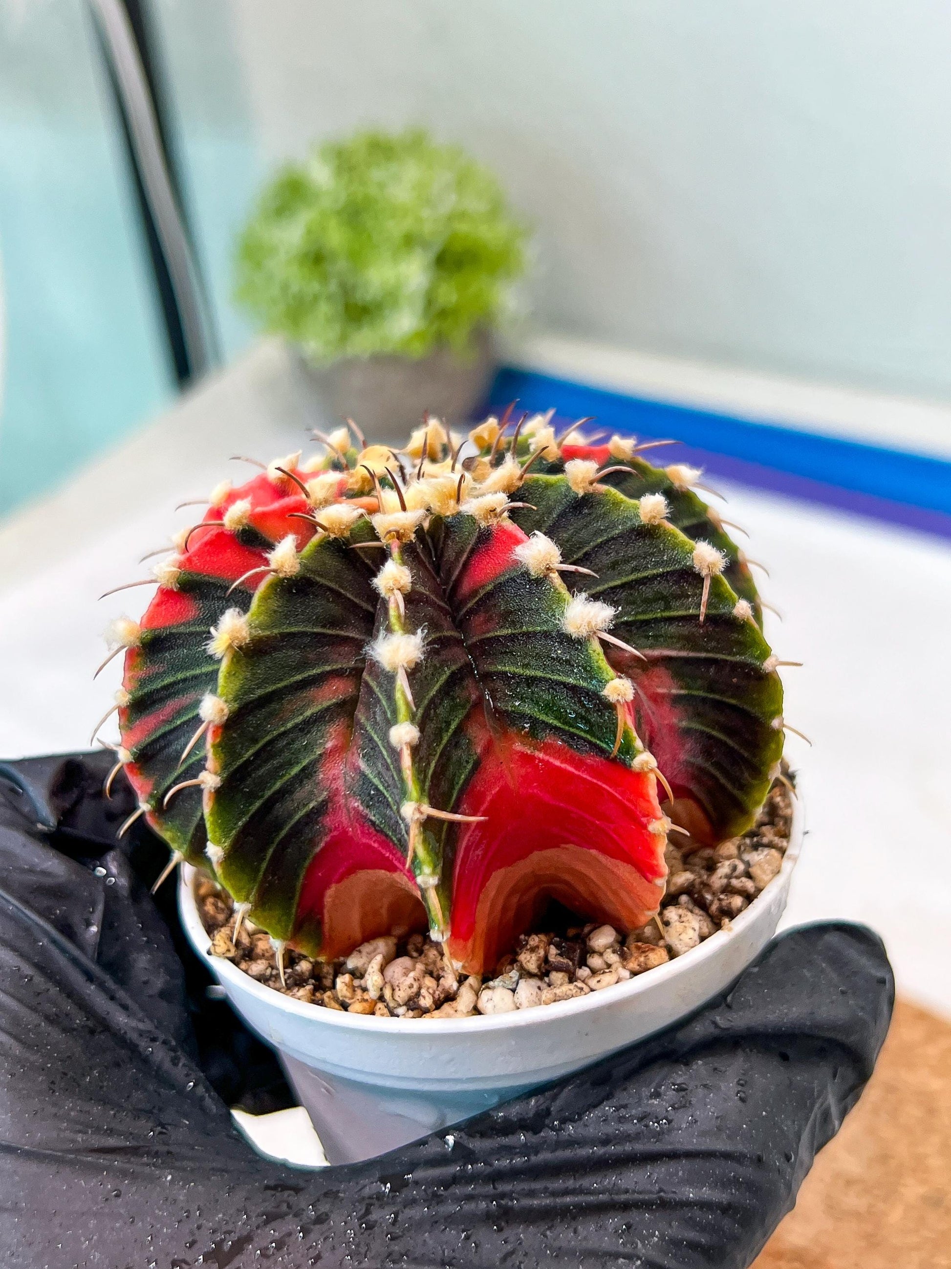 Gymnocalycium Mihanovichii Var (g3) (g5) | variegated cactus