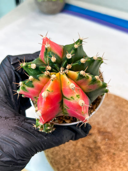 Gymnocalycium Mihanovichii Var (g3) (g6) | variegated cactus