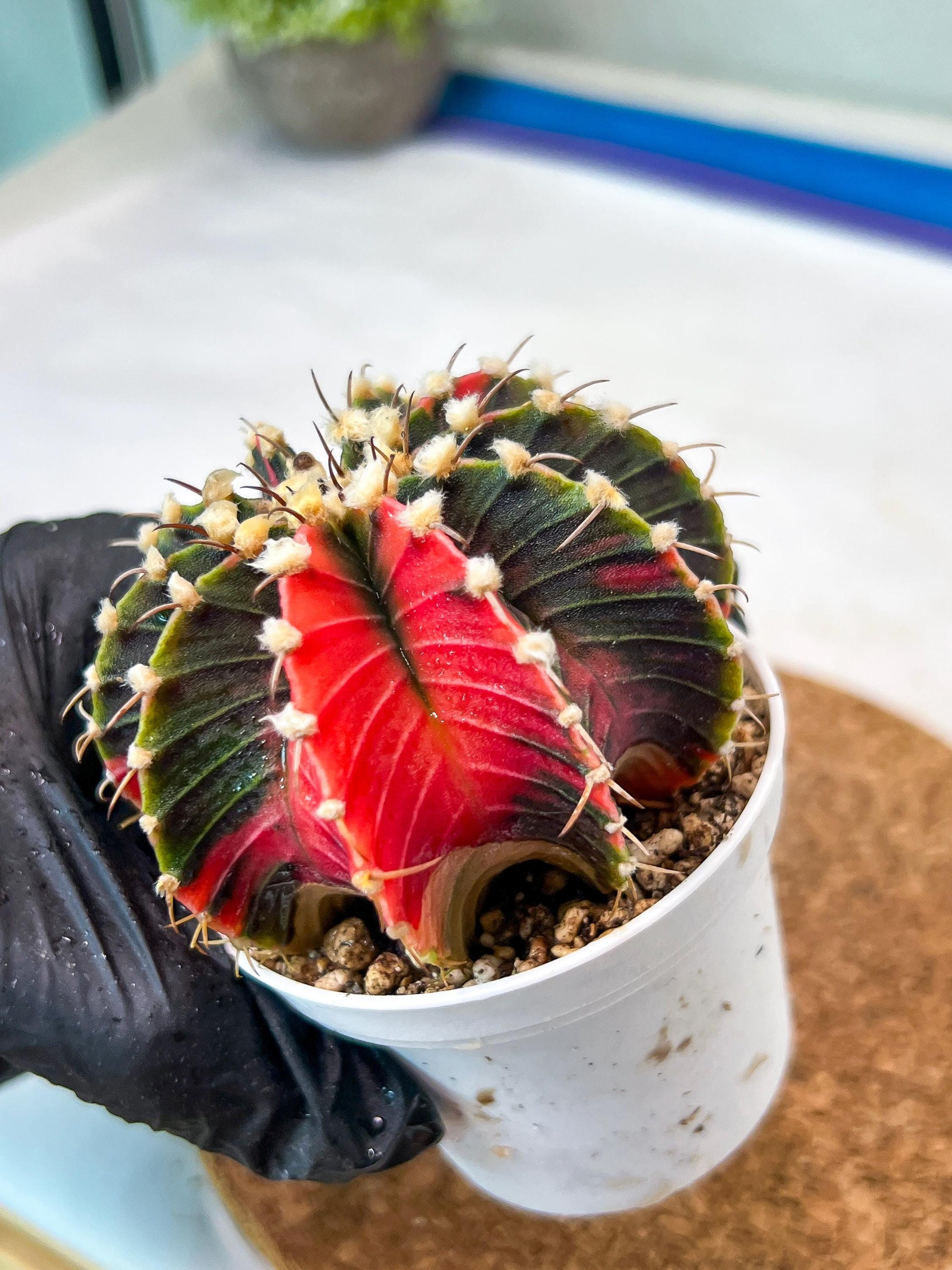 Gymnocalycium Mihanovichii Var (g3) (g5) | variegated cactus