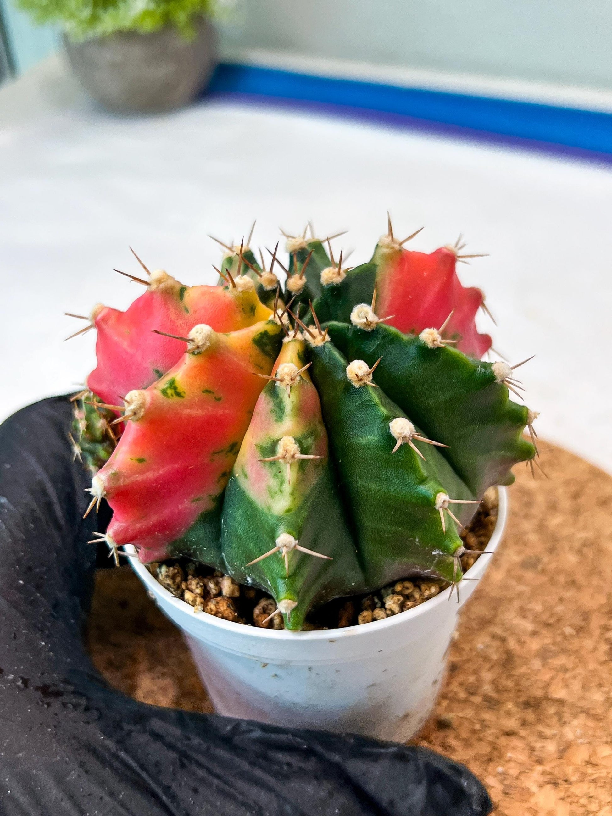 Gymnocalycium Mihanovichii Var (g3) (g6) | variegated cactus