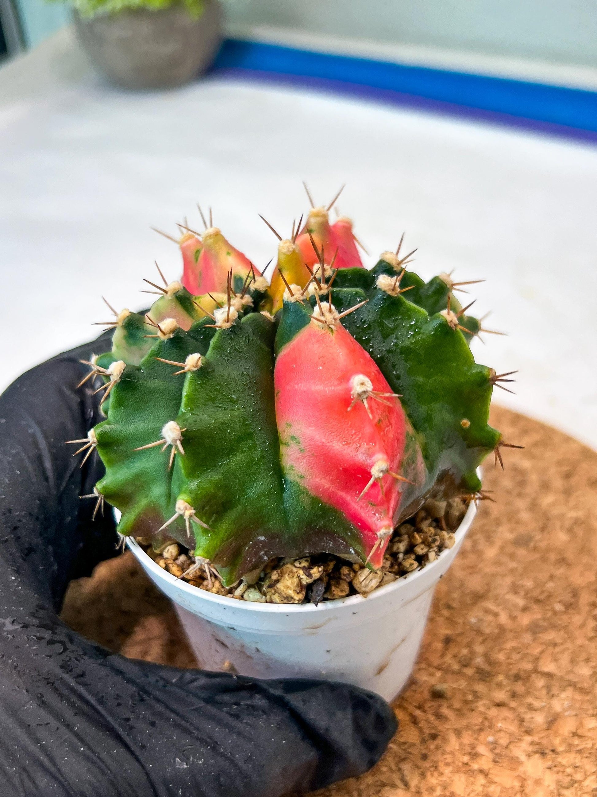 Gymnocalycium Mihanovichii Var (g3) (g6) | variegated cactus