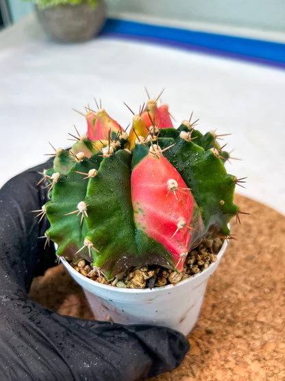 Gymnocalycium Mihanovichii Var (g3) (g6) | variegated cactus