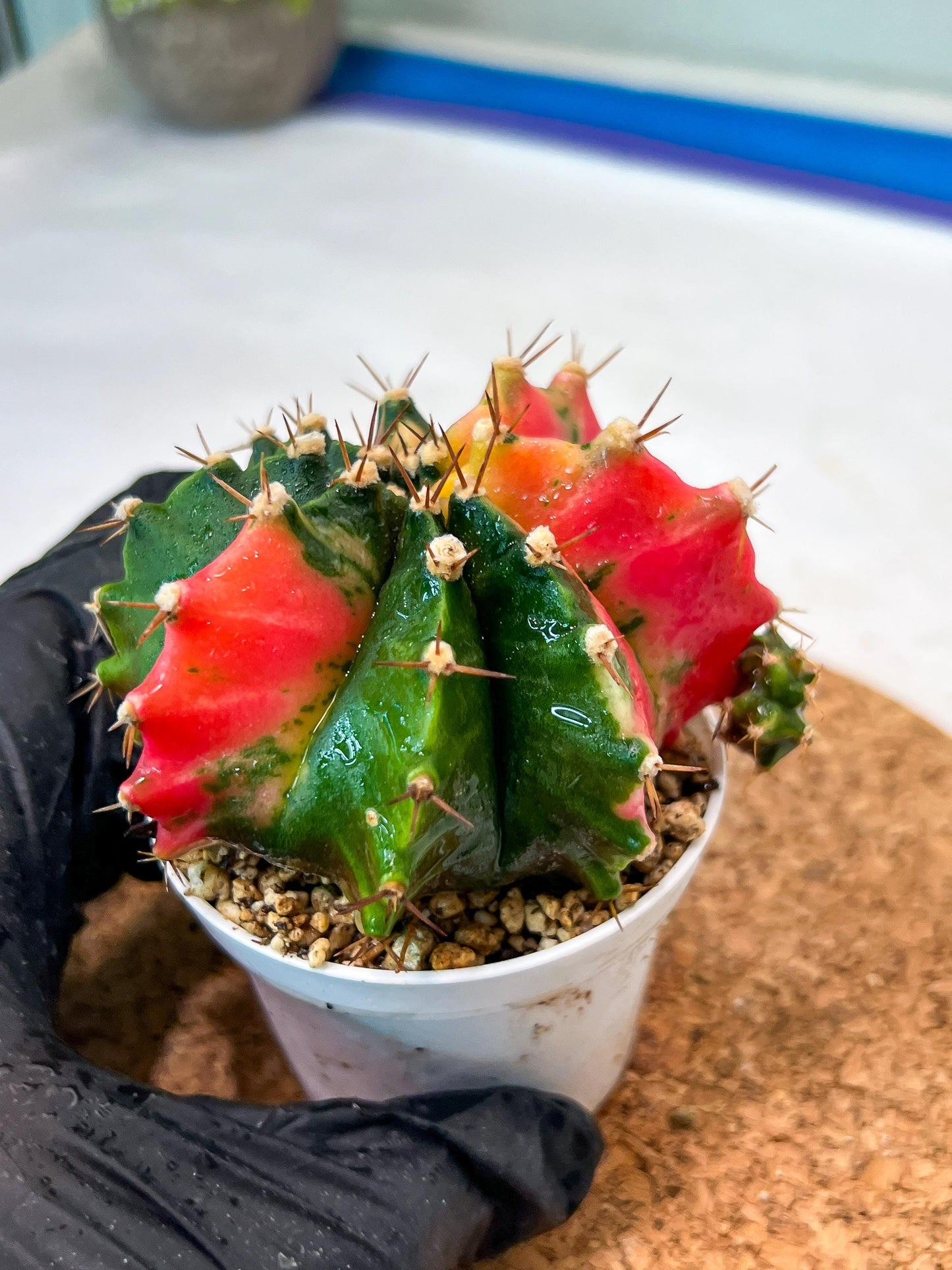 Gymnocalycium Mihanovichii Var (g3) (g6) | variegated cactus
