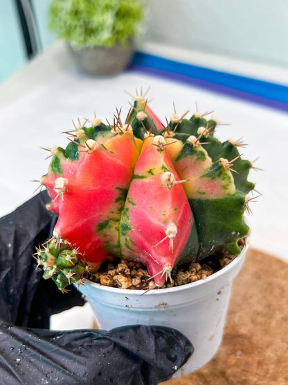 Gymnocalycium Mihanovichii Var (g3) (g6) | variegated cactus