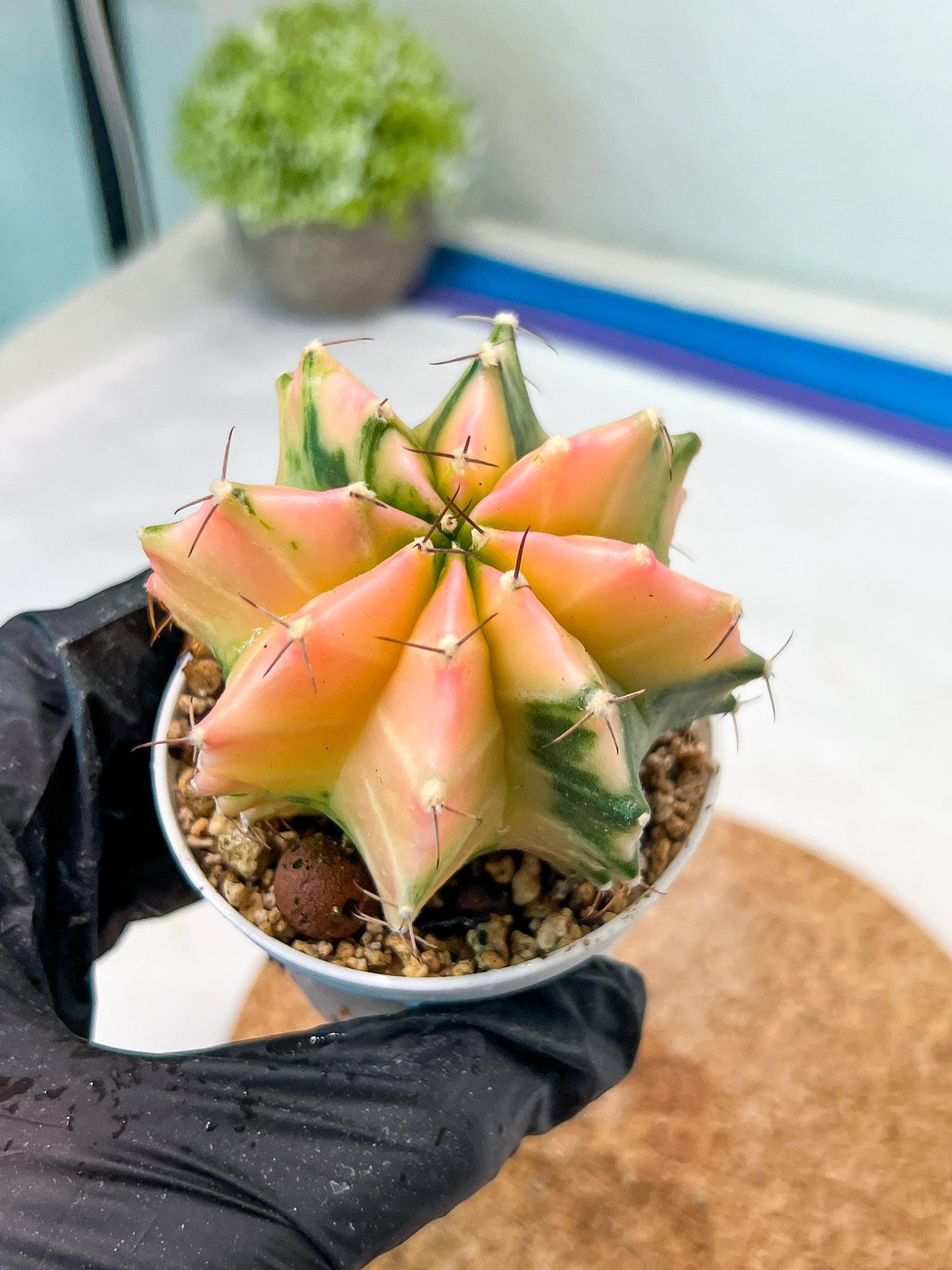 Gymnocalycium Mihanovichii Var (g3) (g7) | variegated cactus