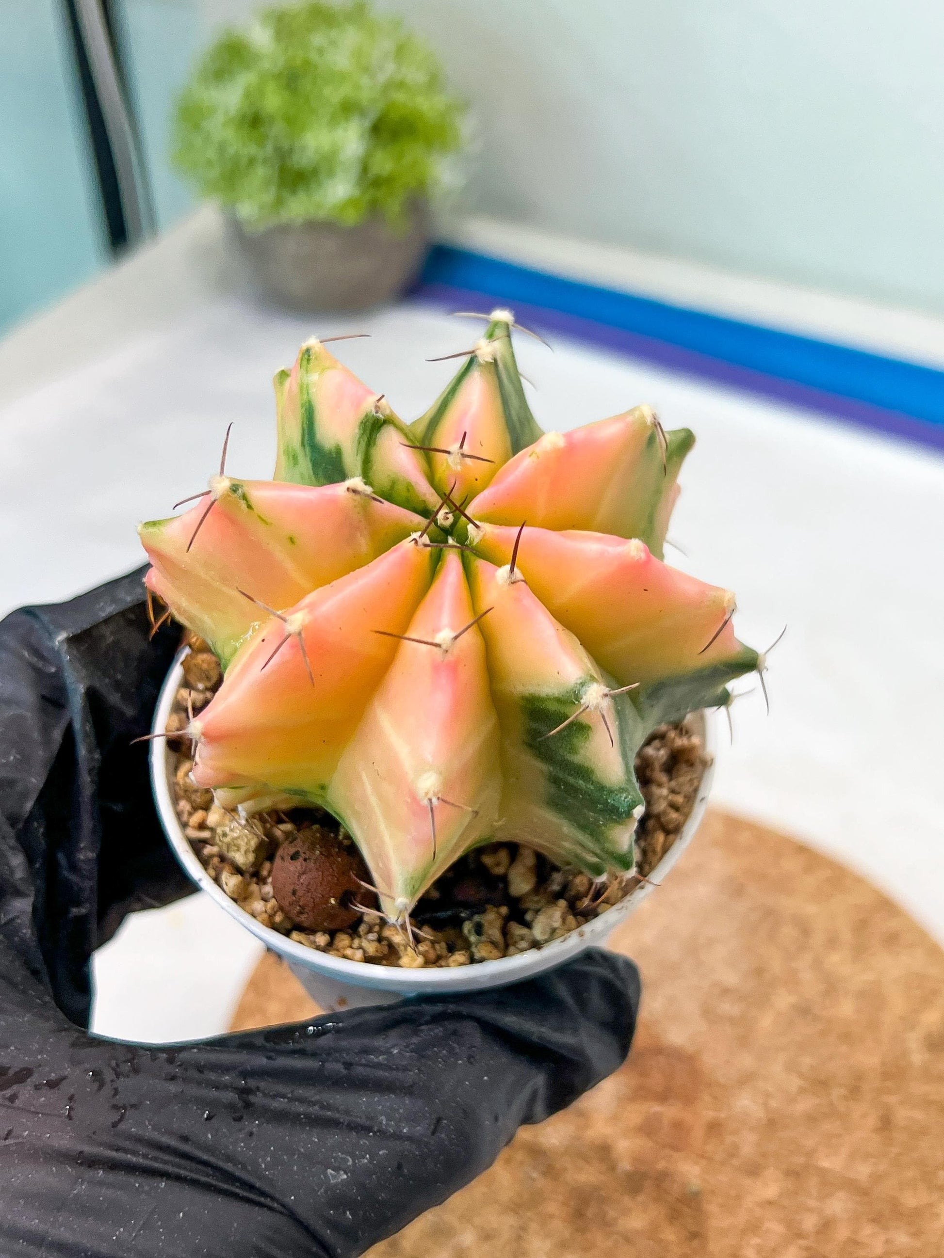 Gymnocalycium Mihanovichii Var (g3) (g7) | variegated cactus