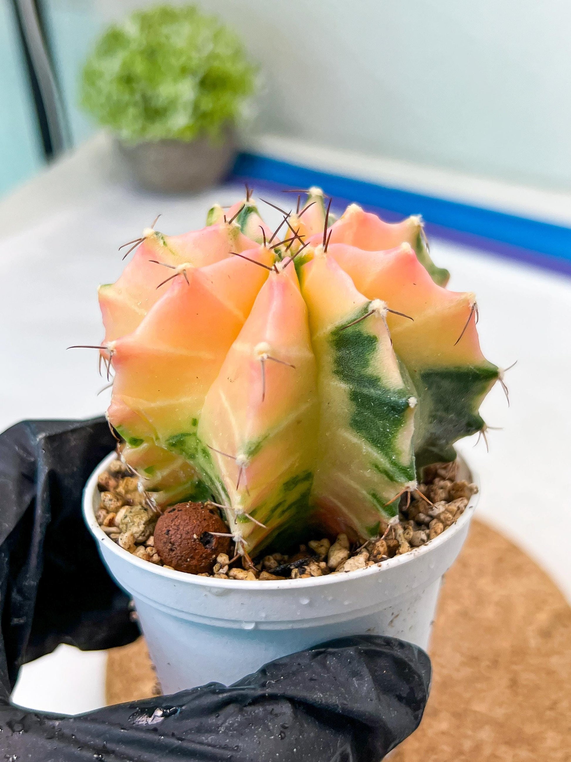 Gymnocalycium Mihanovichii Var (g3) (g7) | variegated cactus