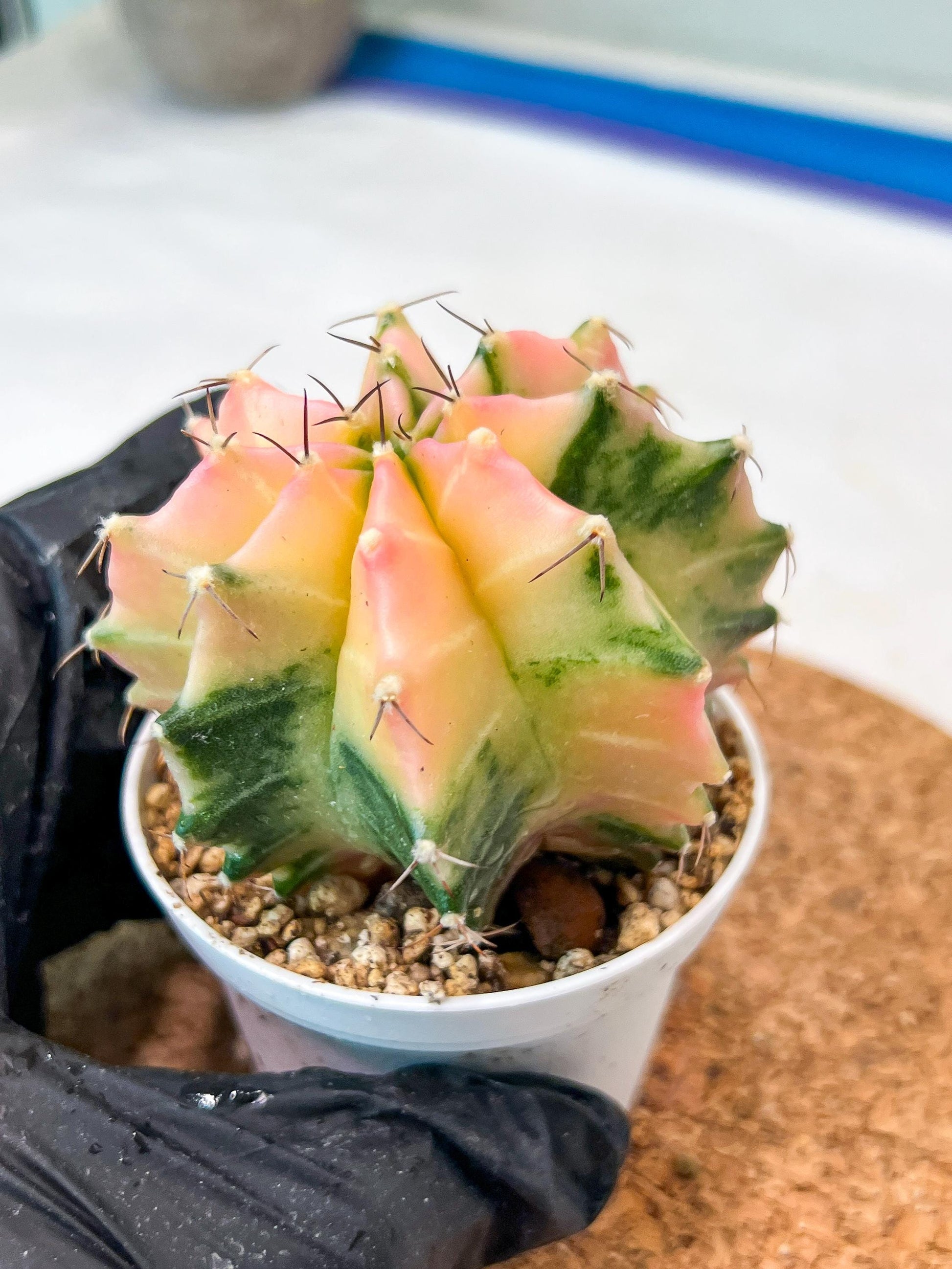 Gymnocalycium Mihanovichii Var (g3) (g7) | variegated cactus