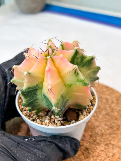 Gymnocalycium Mihanovichii Var (g3) (g7) | variegated cactus