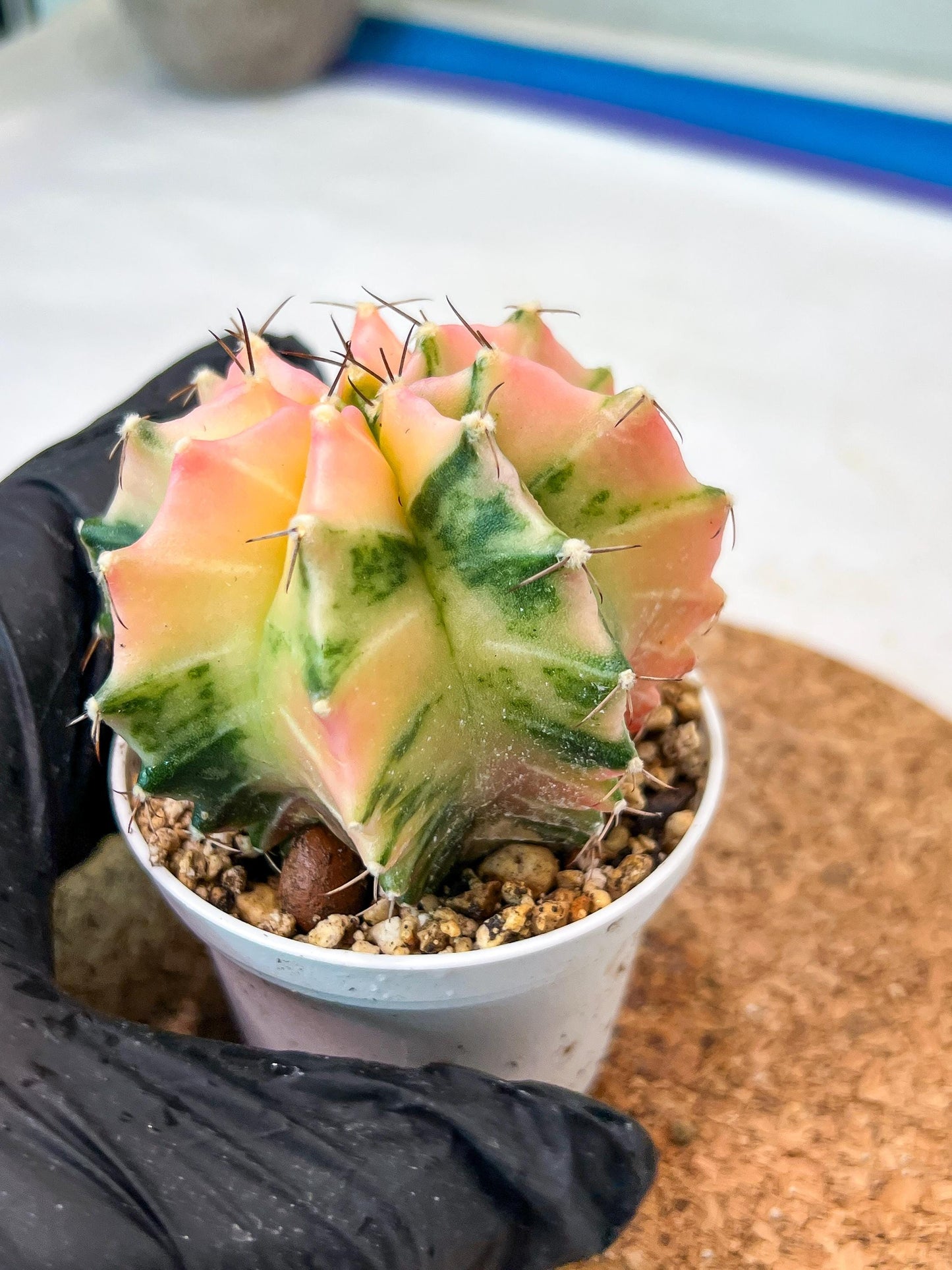 Gymnocalycium Mihanovichii Var (g3) (g7) | variegated cactus