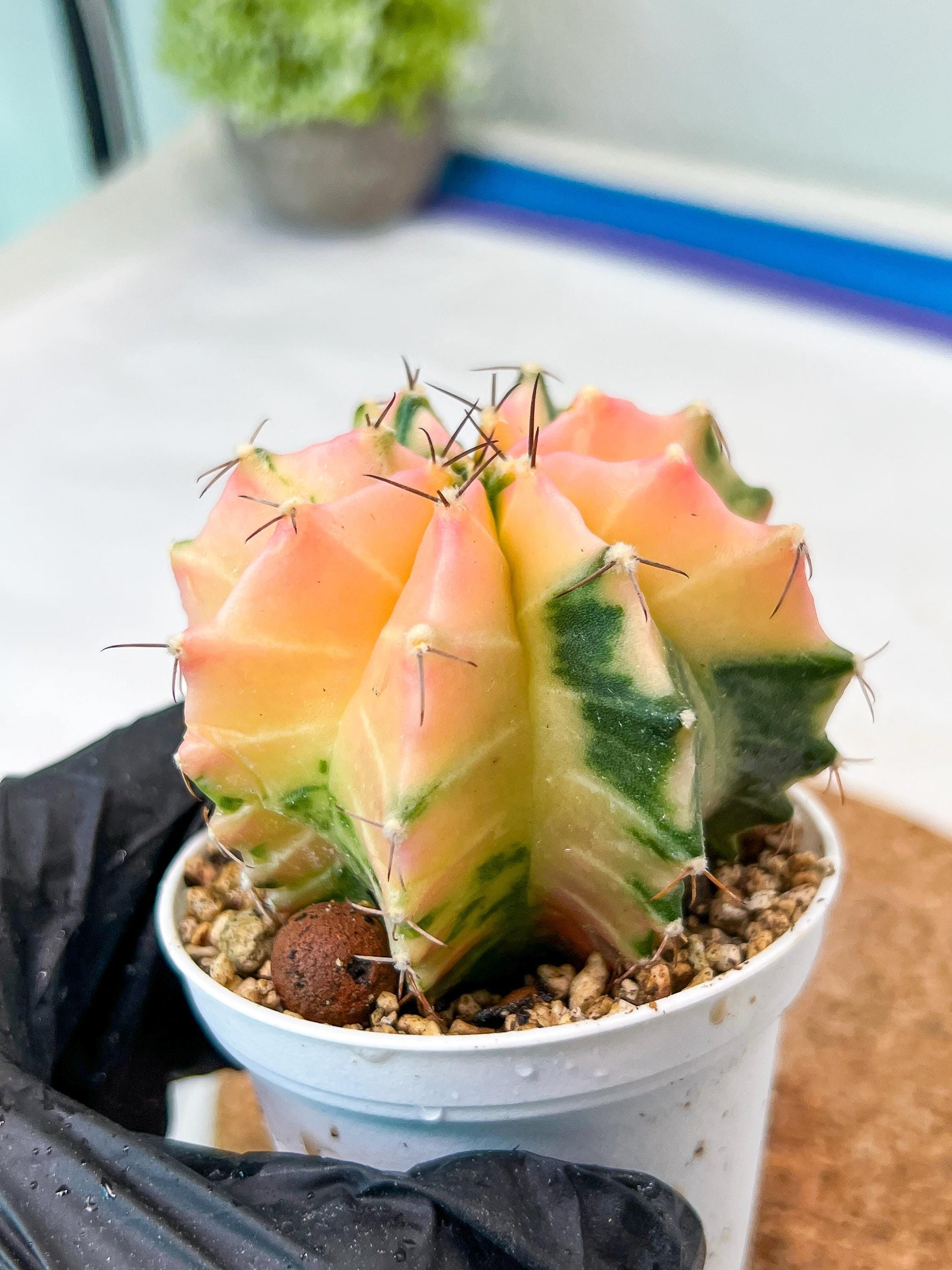 Gymnocalycium Mihanovichii Var (g3) (g7) | variegated cactus
