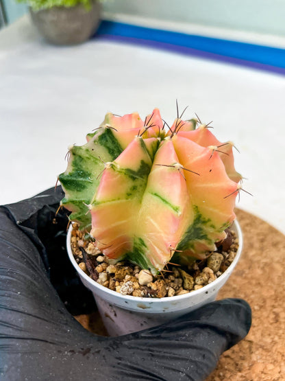 Gymnocalycium Mihanovichii Var (g3) (g7) | variegated cactus