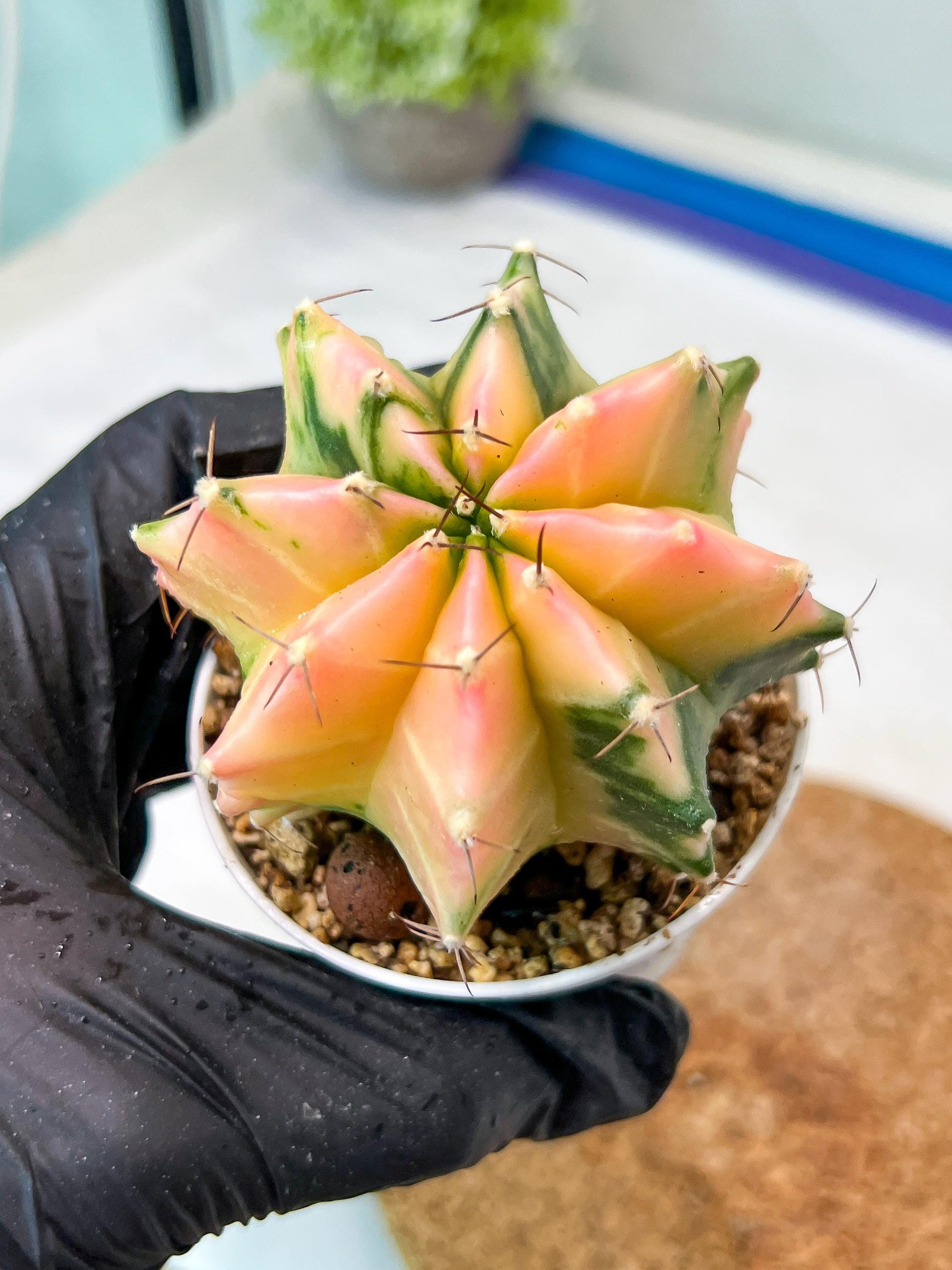 Gymnocalycium Mihanovichii Var (g3) (g7) | variegated cactus