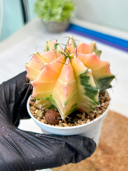 Gymnocalycium Mihanovichii Var (g3) (g7) | variegated cactus