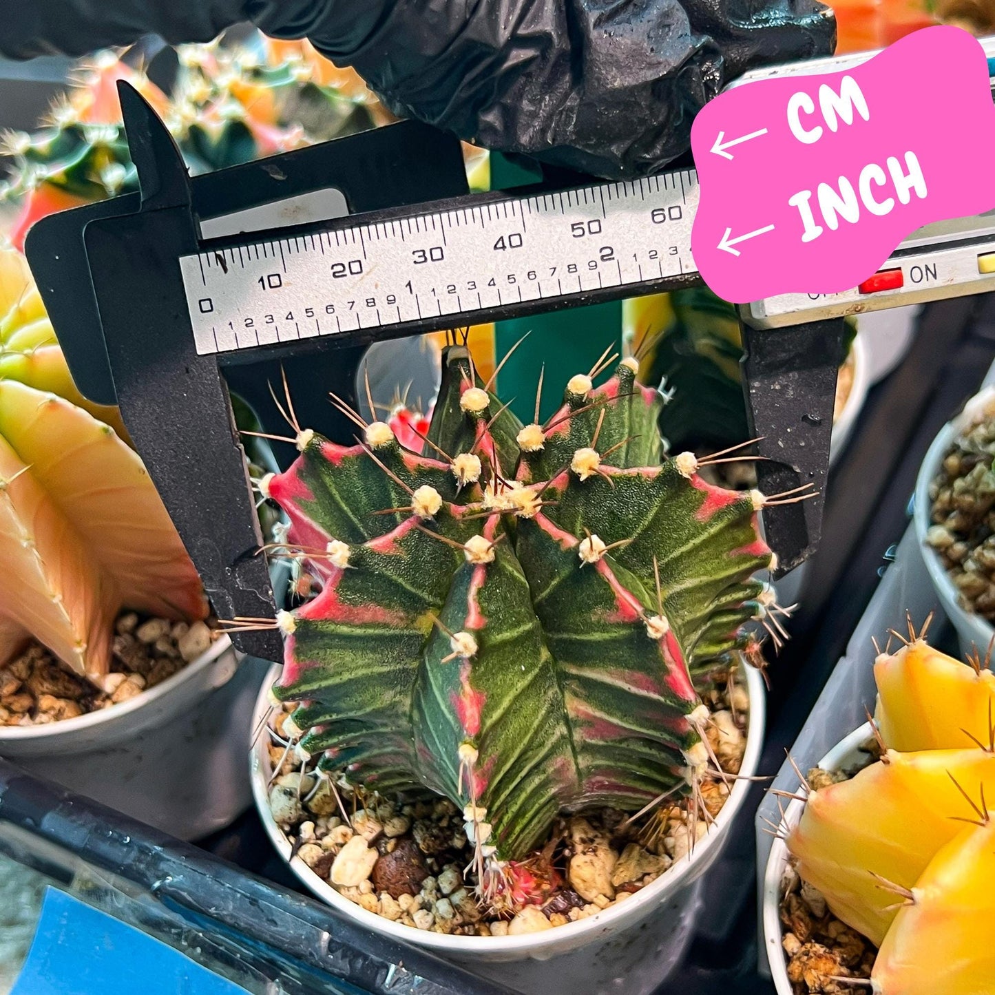 Gymnocalycium Mihanovichii Var (g3) (g1) | variegated cactus
