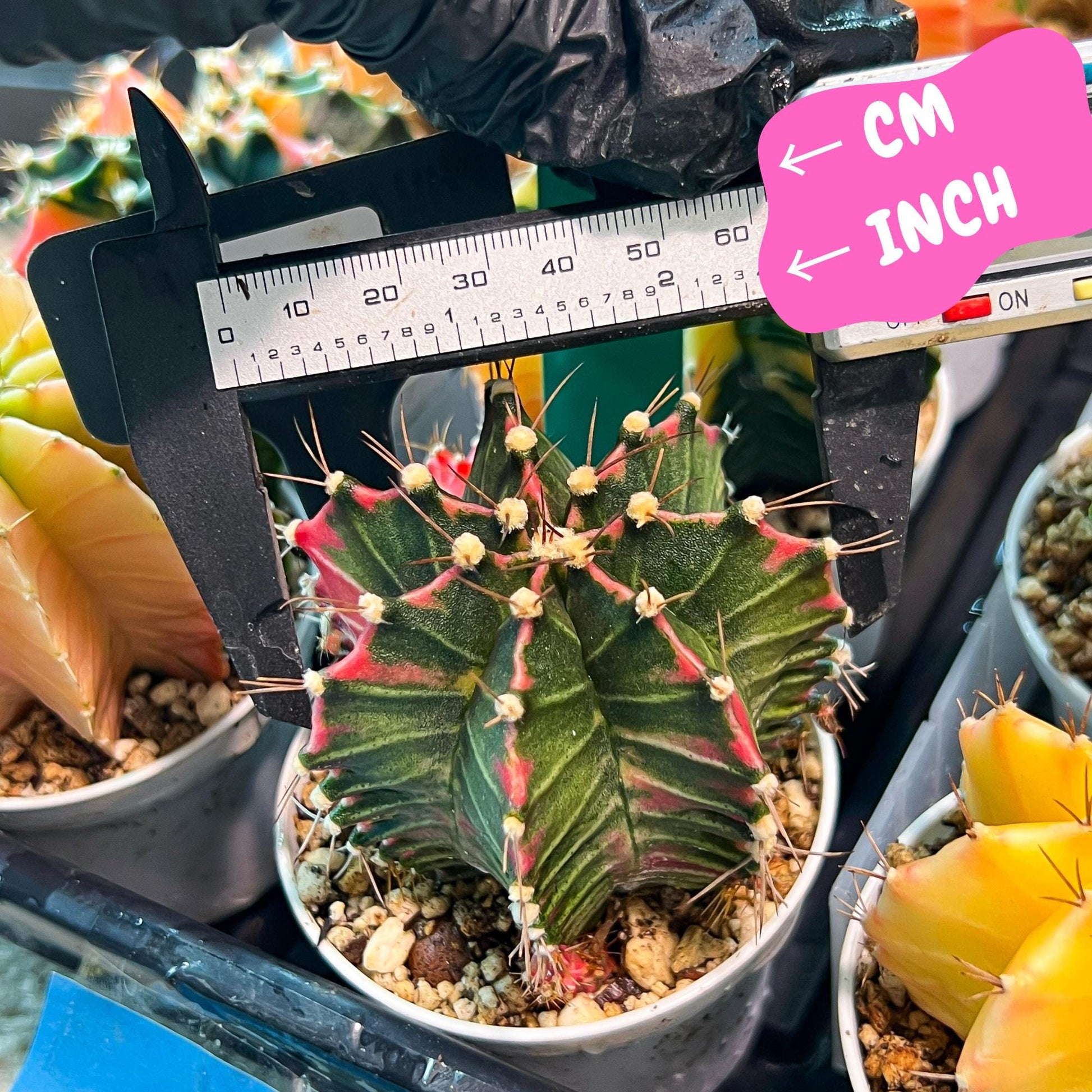 Gymnocalycium Mihanovichii Var (g3) (g1) | variegated cactus