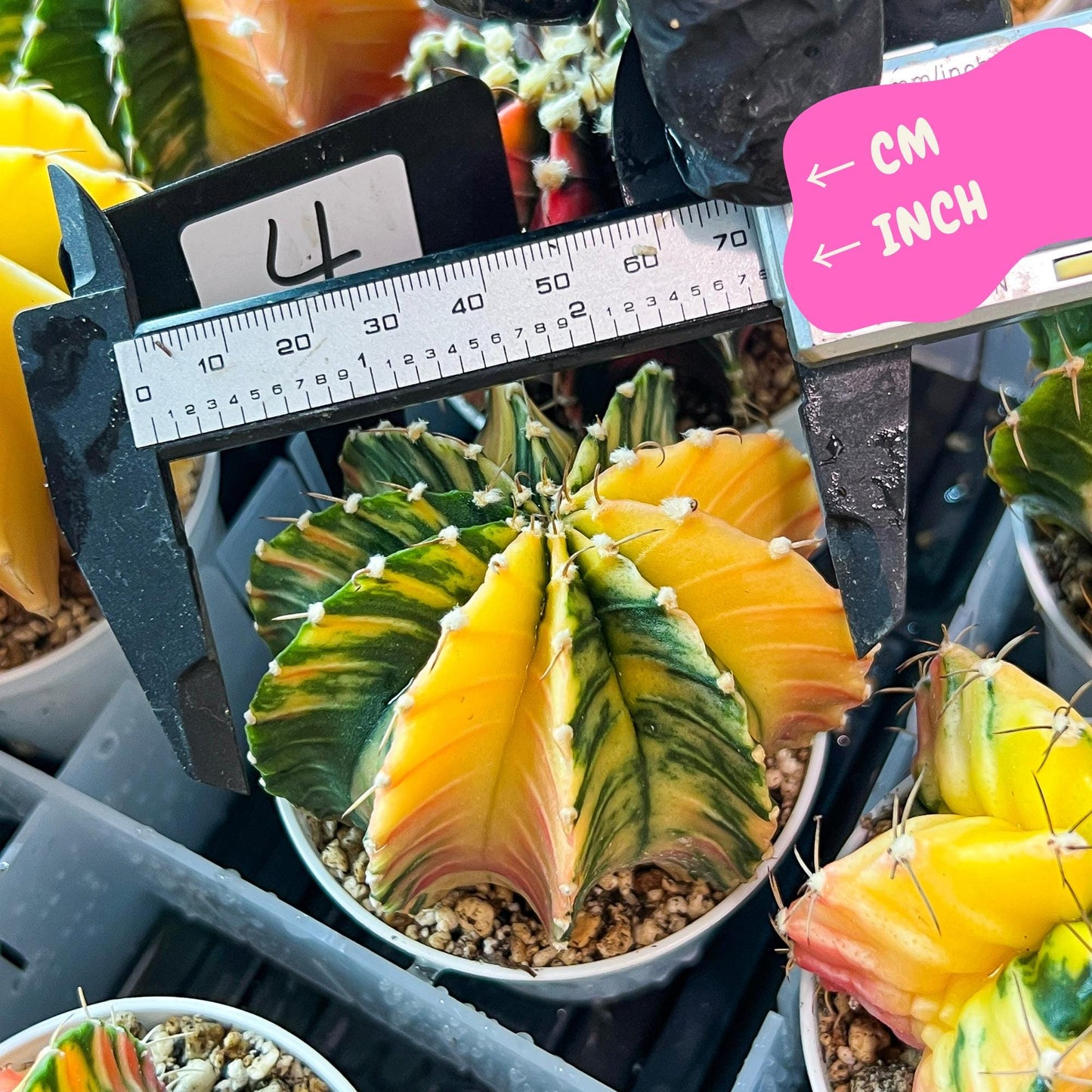 Gymnocalycium Mihanovichii Var (g3) (g4) | variegated cactus