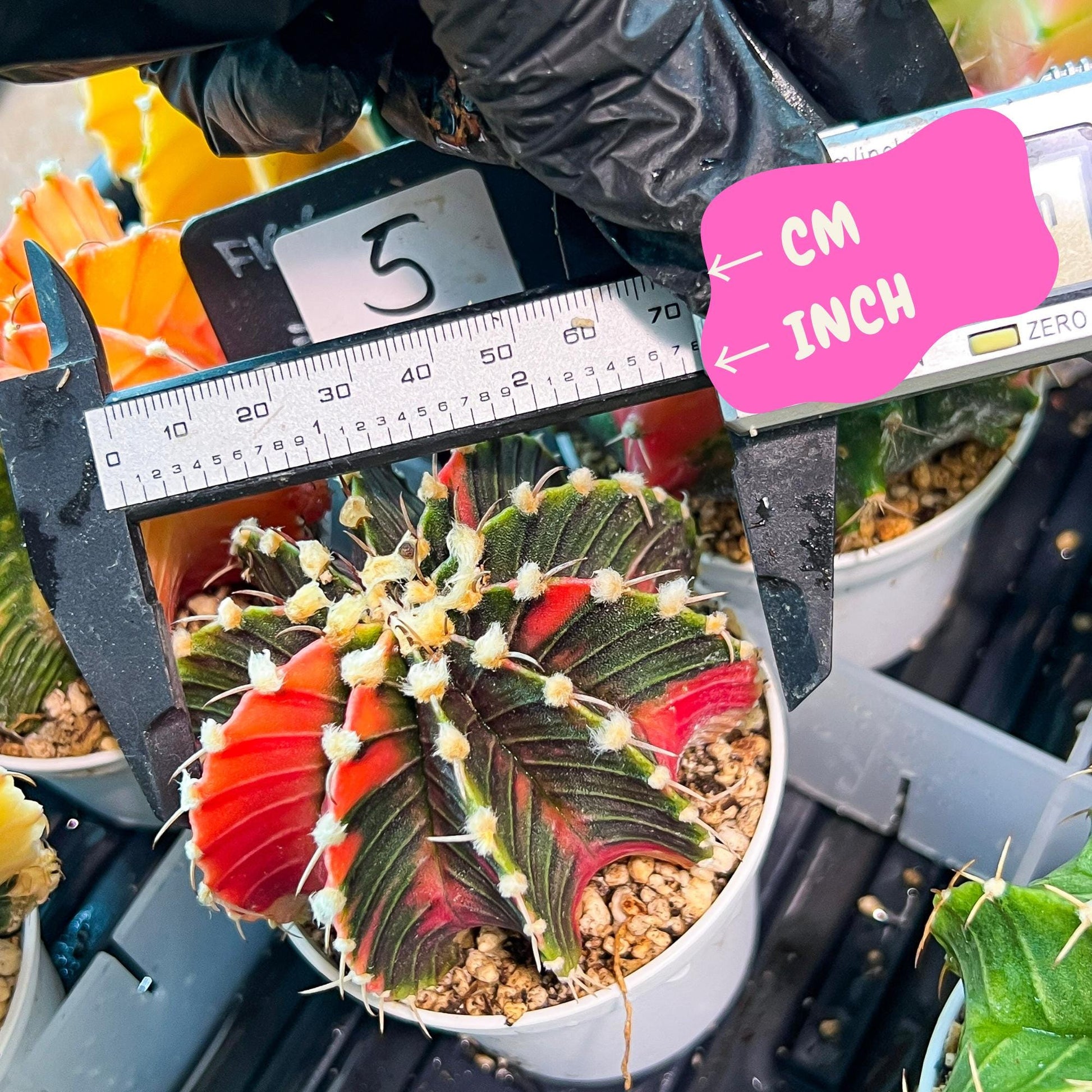 Gymnocalycium Mihanovichii Var (g3) (g5) | variegated cactus