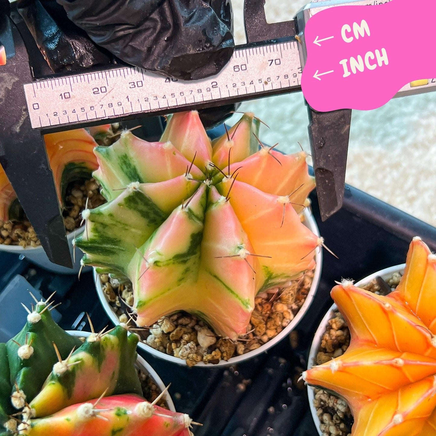 Gymnocalycium Mihanovichii Var (g3) (g7) | variegated cactus