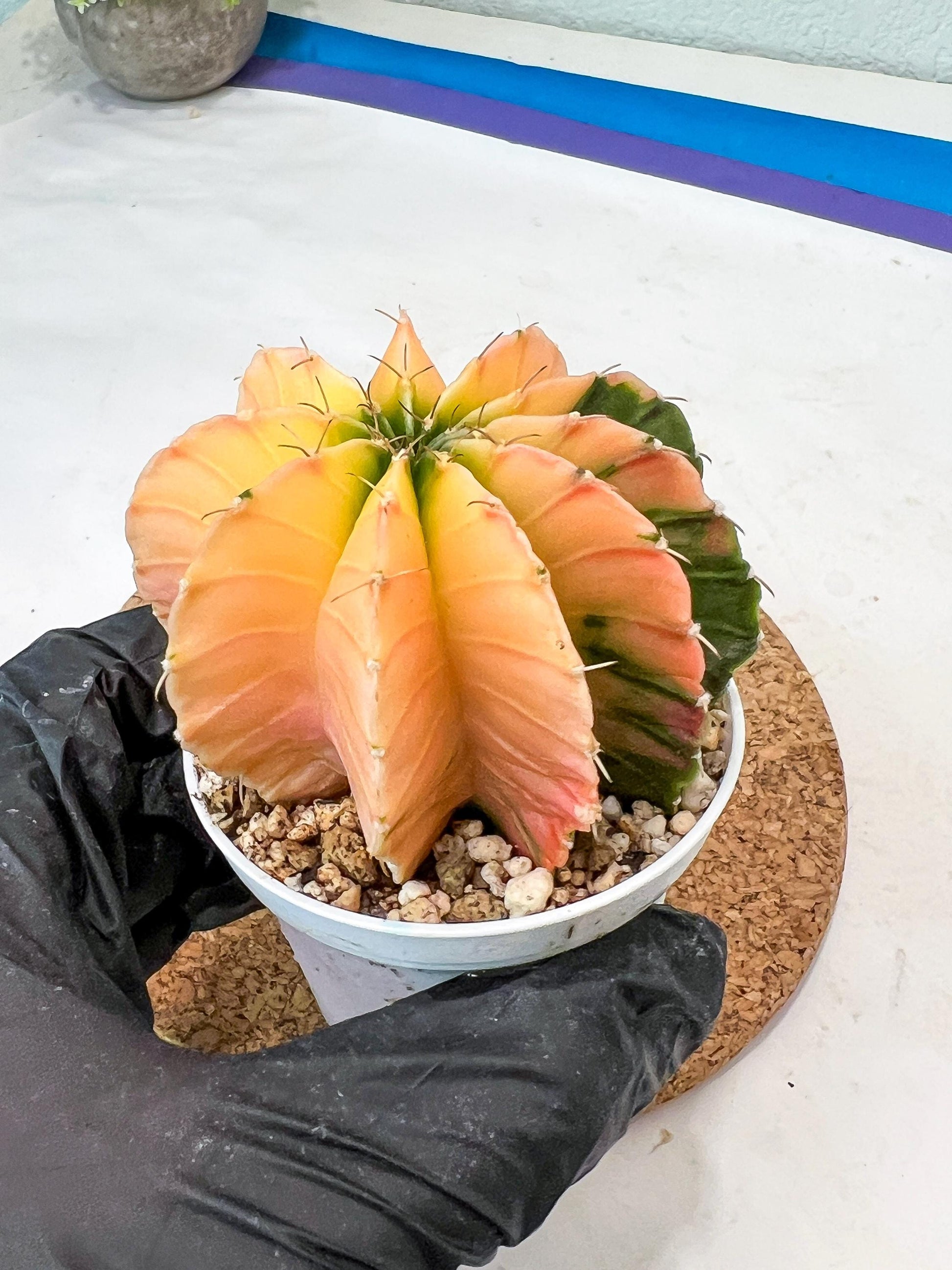 Gymnocalycium Mihanovichii Var (g3) (b1) | variegated plants