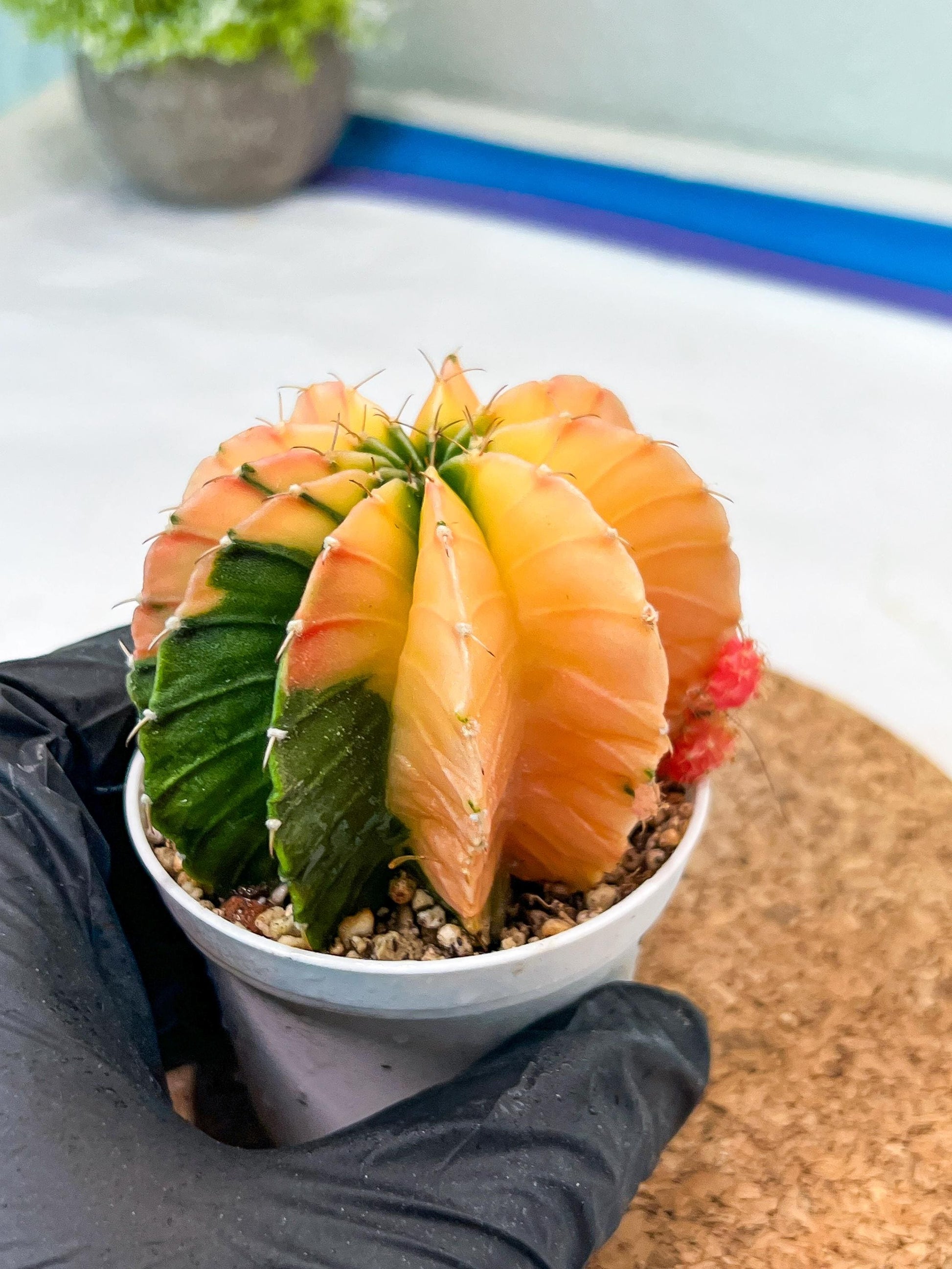 Gymnocalycium Mihanovichii Var (g3) (b1) | variegated plants