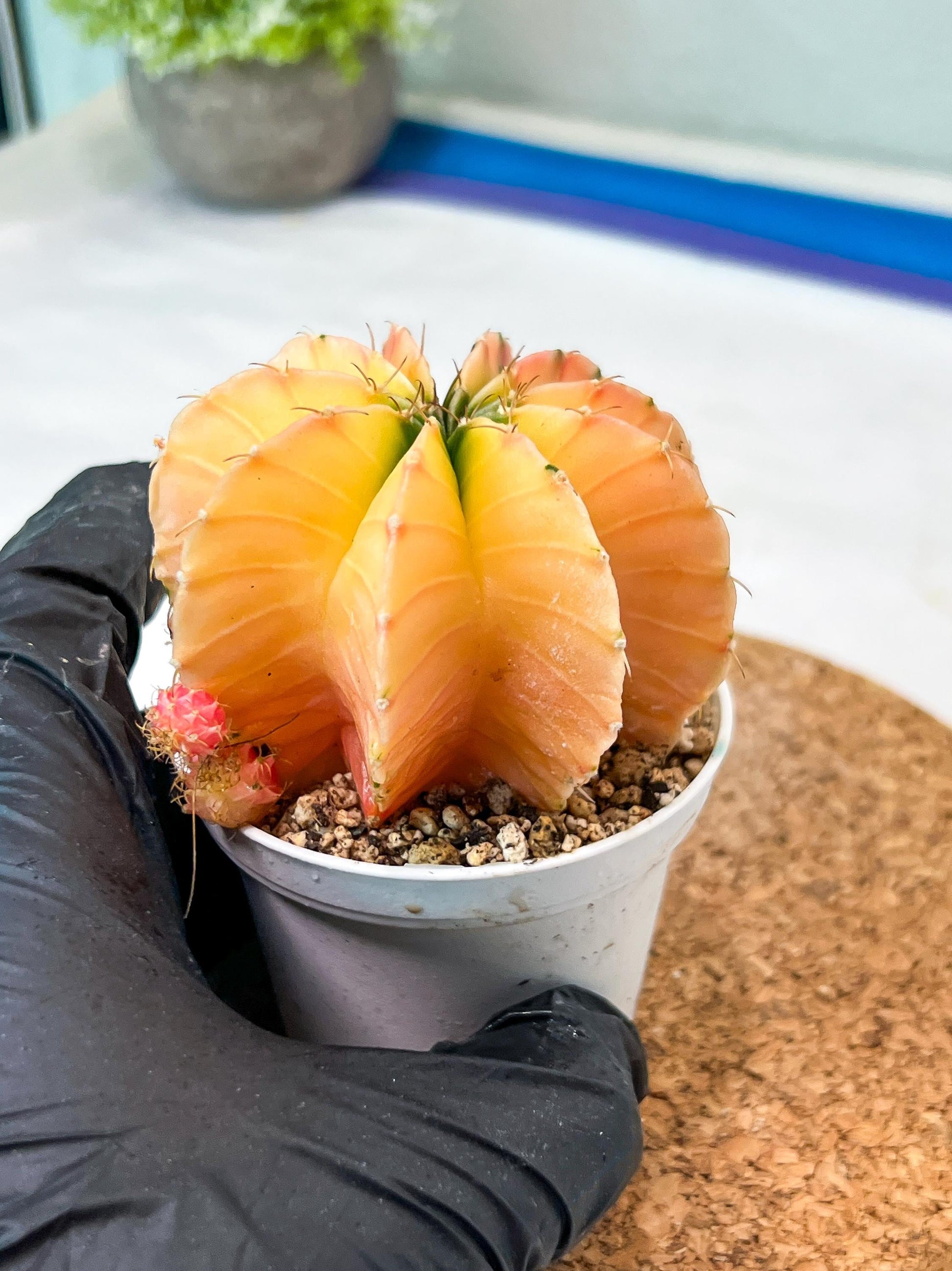 Gymnocalycium Mihanovichii Var (g3) (b1) | variegated plants