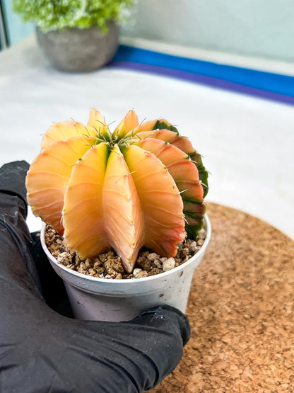 Gymnocalycium Mihanovichii Var (g3) (b1) | variegated plants