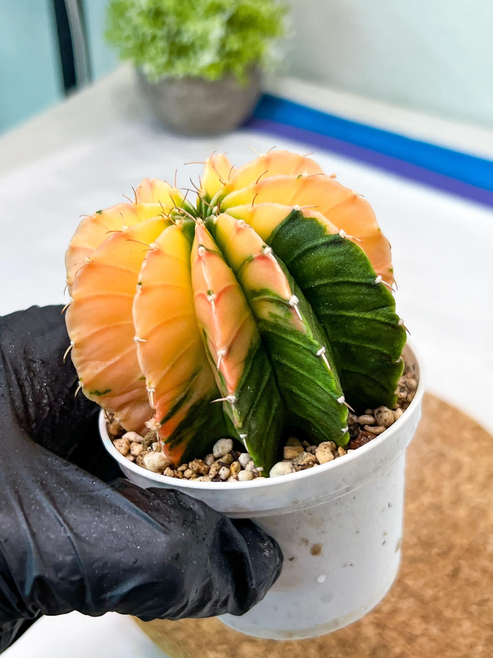 Gymnocalycium Mihanovichii Var (g3) (b1) | variegated plants
