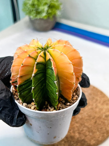 Gymnocalycium Mihanovichii Var (g3) (b1) | variegated plants