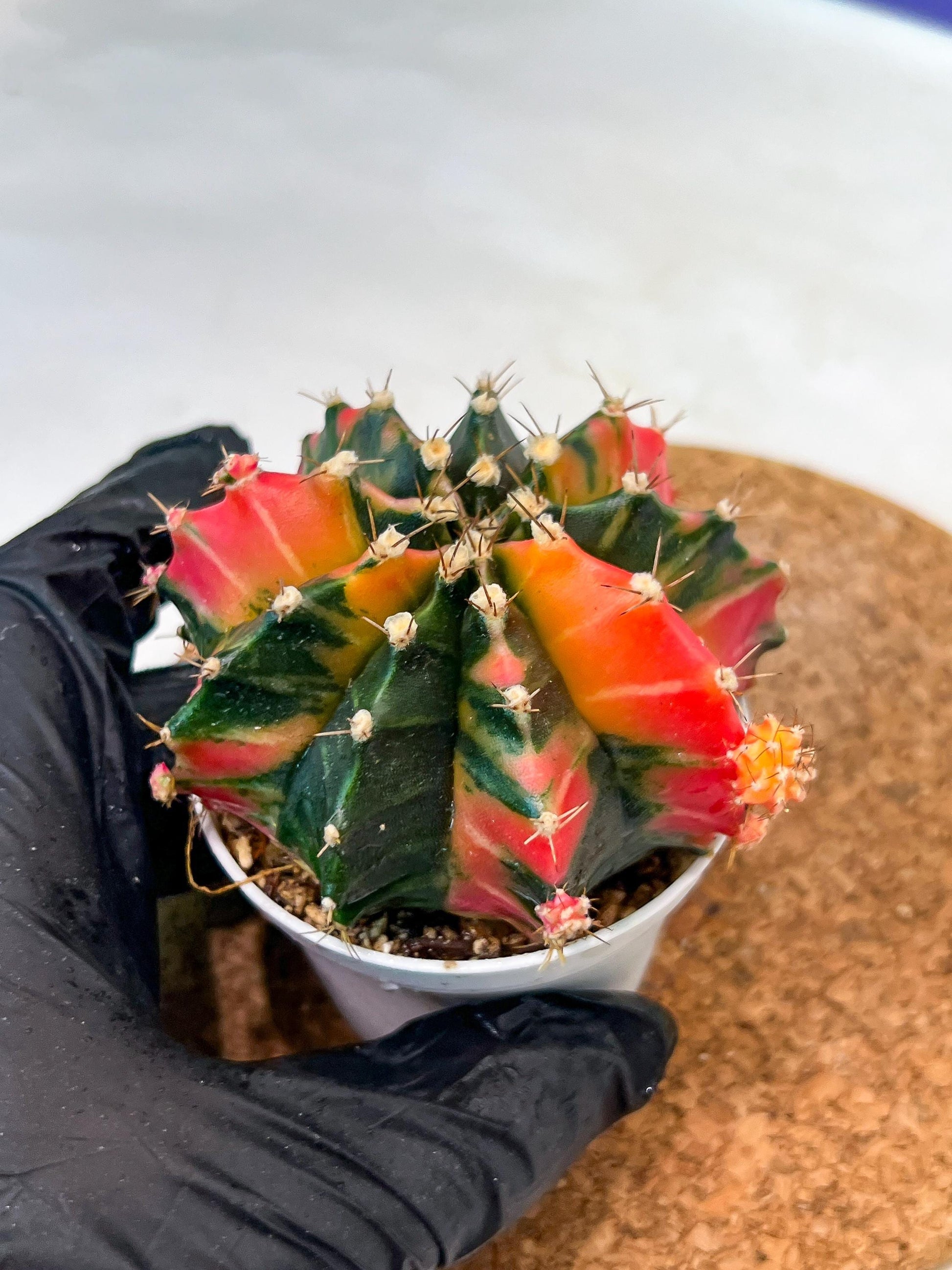 Gymnocalycium Mihanovichii Var (g3) (b2) | variegated plants