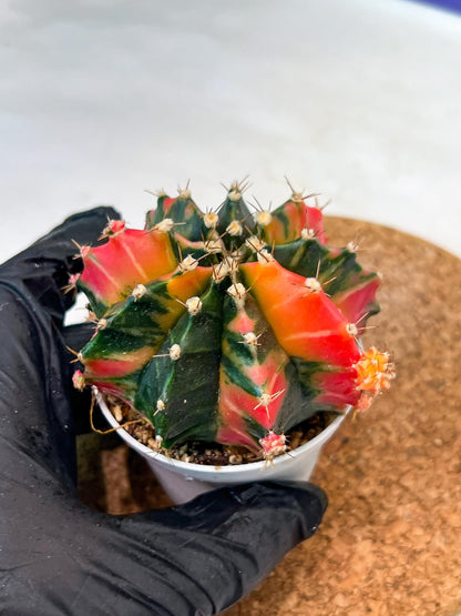 Gymnocalycium Mihanovichii Var (g3) (b2) | variegated plants