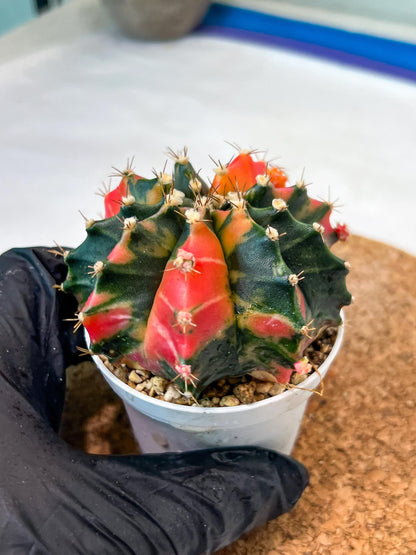 Gymnocalycium Mihanovichii Var (g3) (b2) | variegated plants