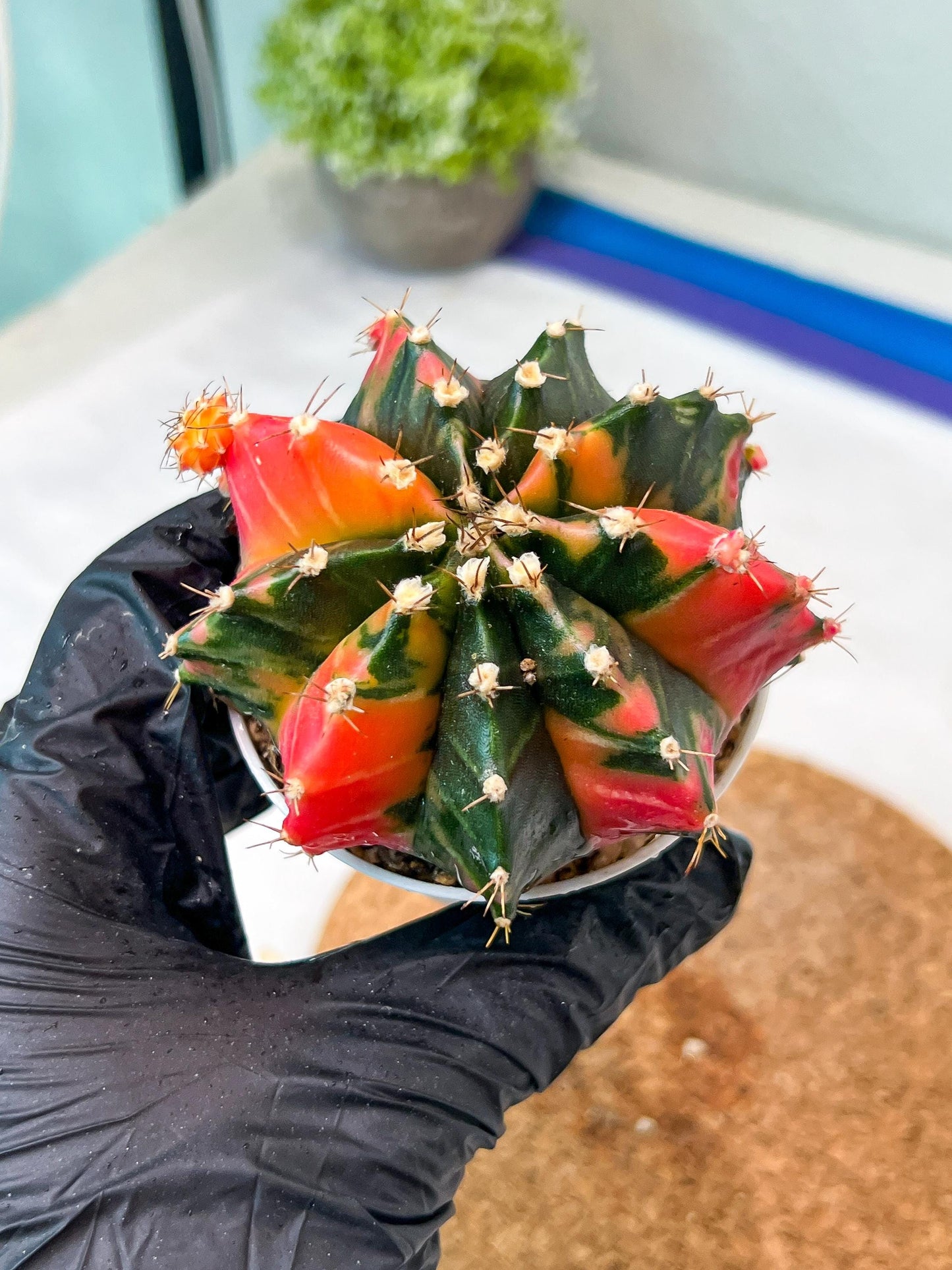 Gymnocalycium Mihanovichii Var (g3) (b2) | variegated plants