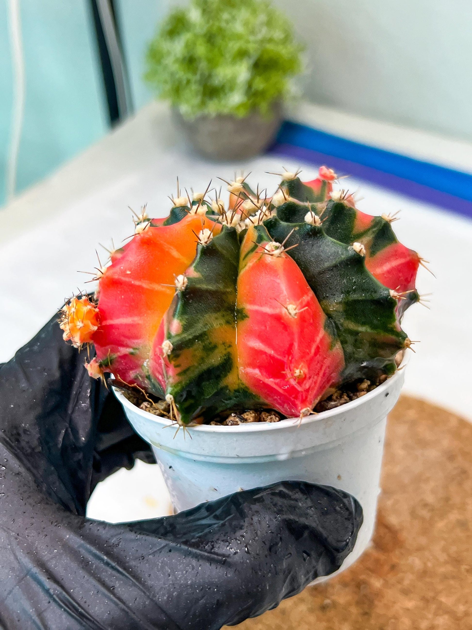 Gymnocalycium Mihanovichii Var (g3) (b2) | variegated plants