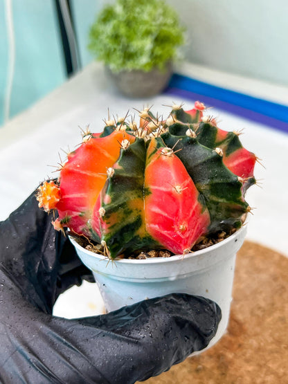 Gymnocalycium Mihanovichii Var (g3) (b2) | variegated plants