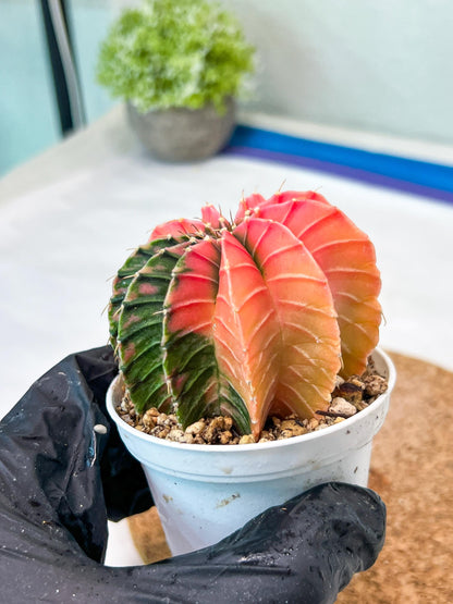 Gymnocalycium Mihanovichii Var (g3) (b3) | variegated plants