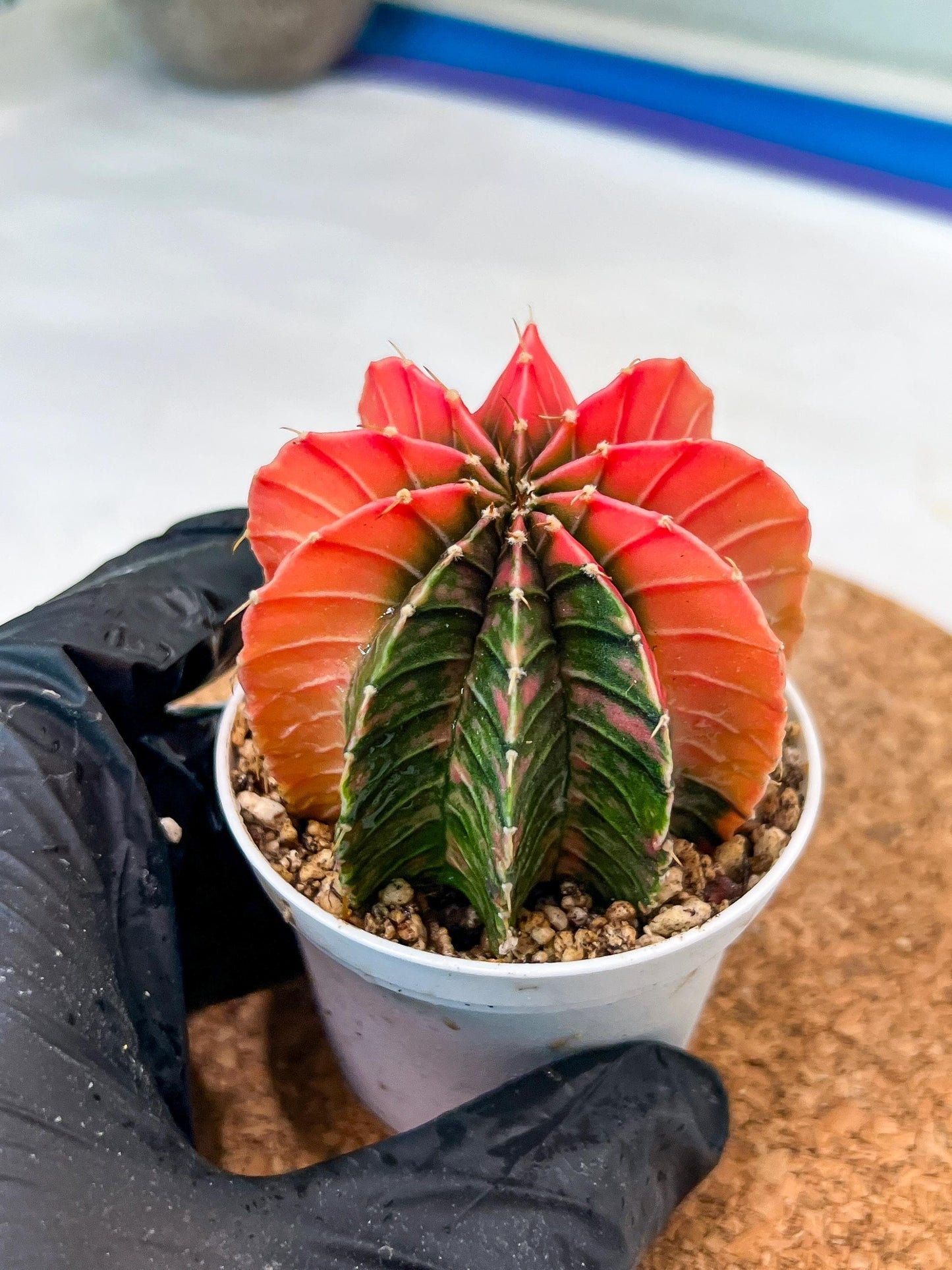 Gymnocalycium Mihanovichii Var (g3) (b3) | variegated plants