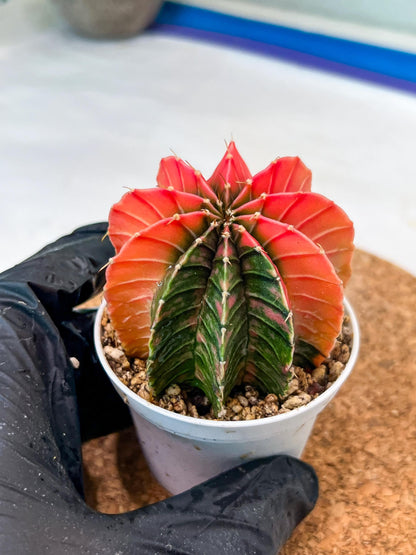 Gymnocalycium Mihanovichii Var (g3) (b3) | variegated plants