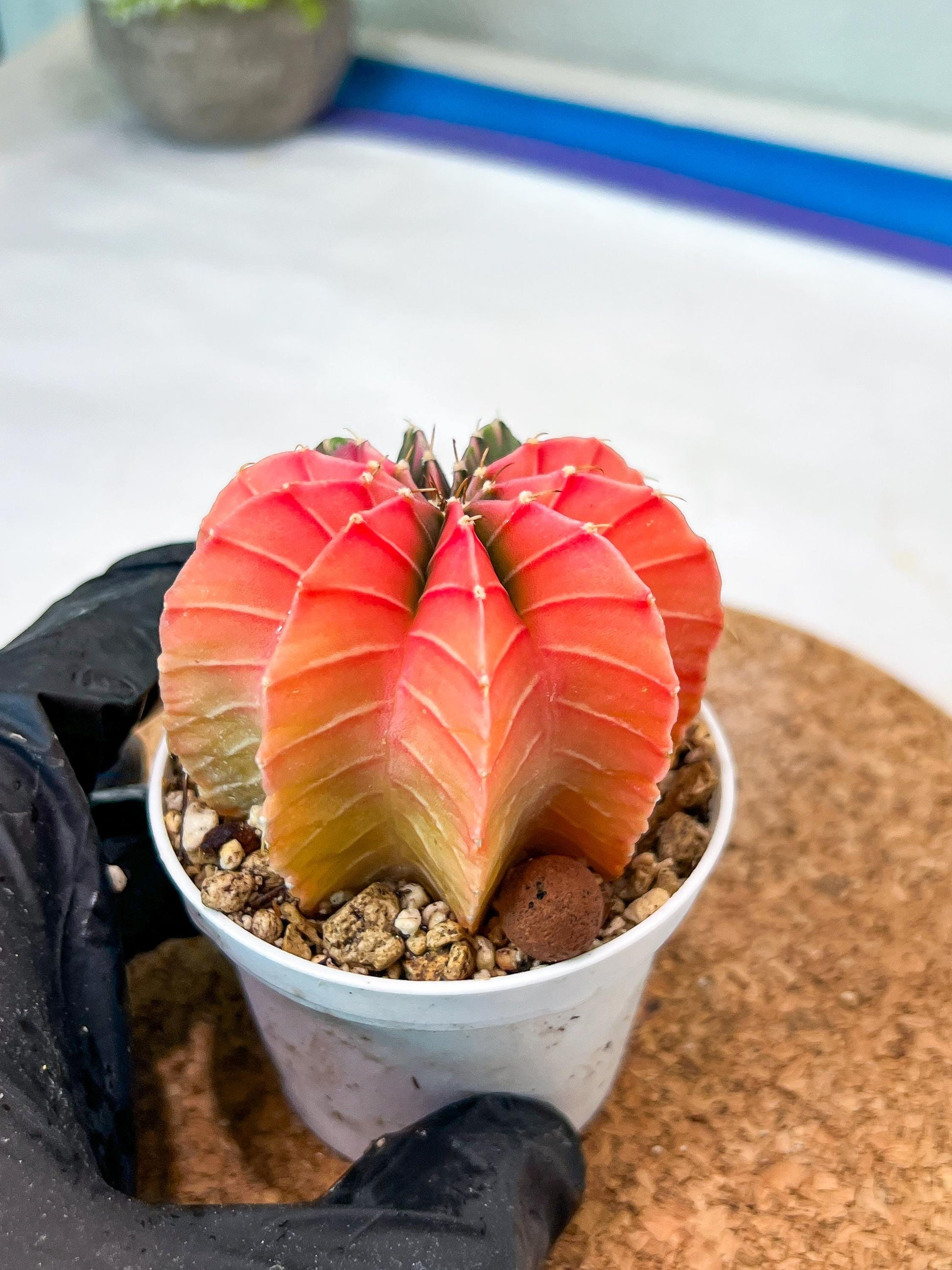 Gymnocalycium Mihanovichii Var (g3) (b3) | variegated plants
