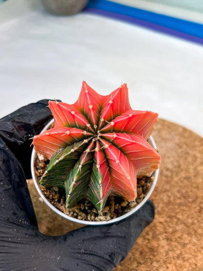 Gymnocalycium Mihanovichii Var (g3) (b3) | variegated plants