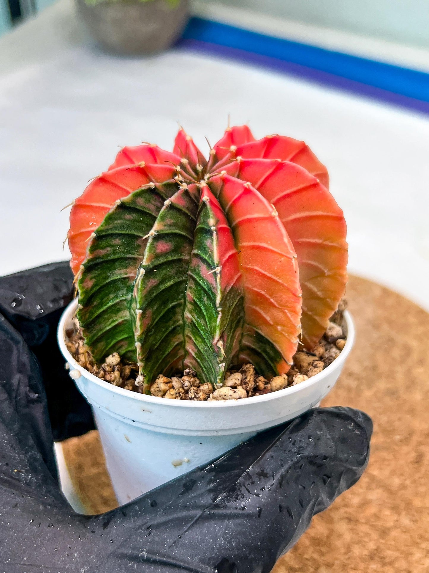 Gymnocalycium Mihanovichii Var (g3) (b3) | variegated plants