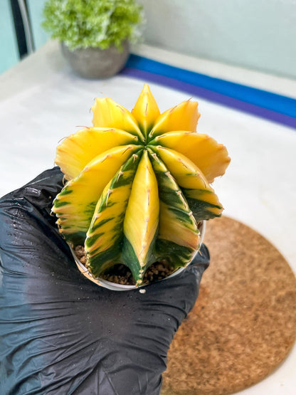 Gymnocalycium Mihanovichii Var (g3) (b4) | variegated plants