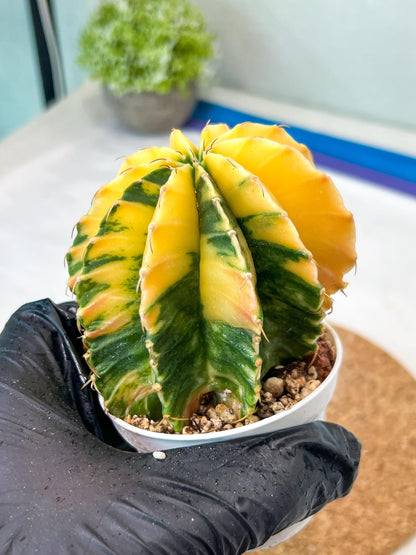 Gymnocalycium Mihanovichii Var (g3) (b4) | variegated plants