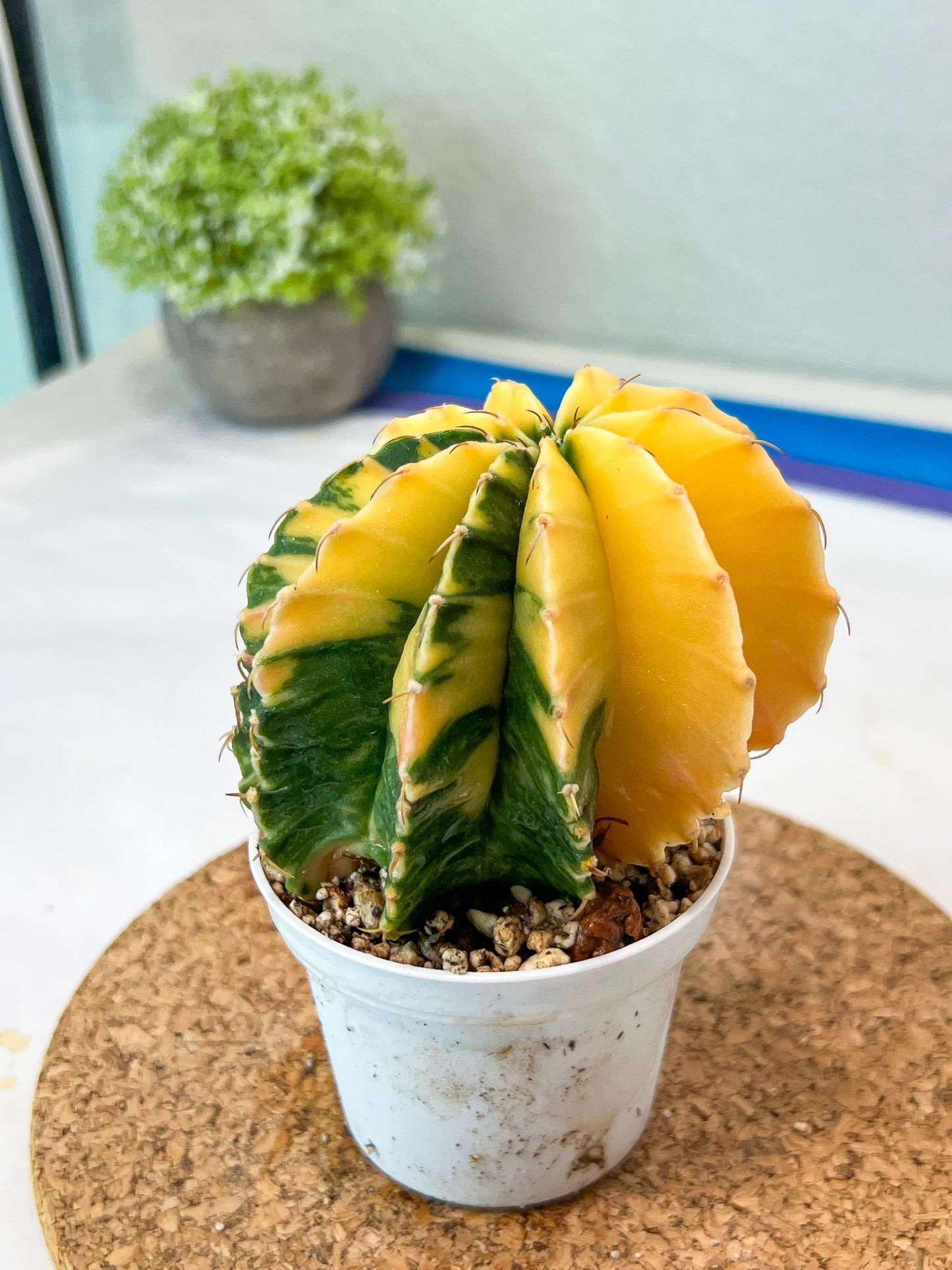 Gymnocalycium Mihanovichii Var (g3) (b4) | variegated plants