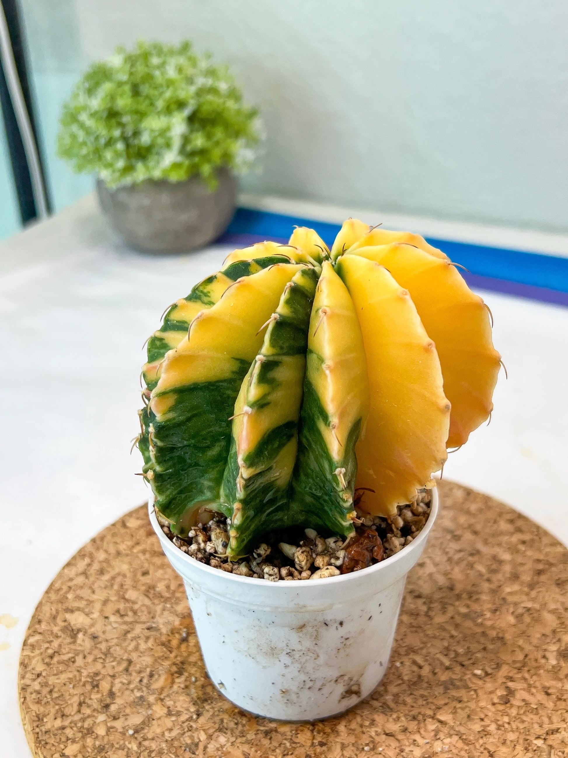 Gymnocalycium Mihanovichii Var (g3) (b4) | variegated plants