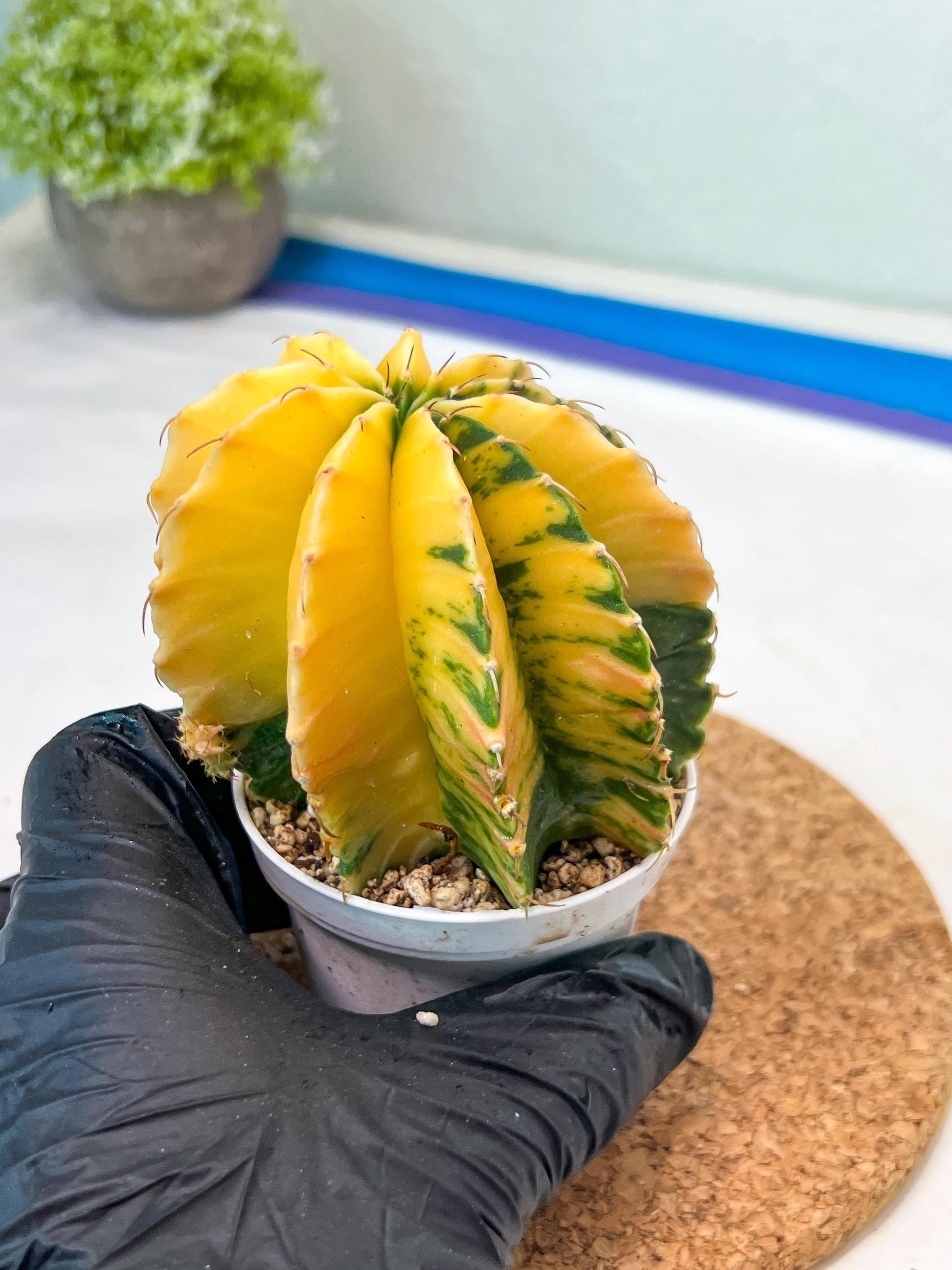 Gymnocalycium Mihanovichii Var (g3) (b4) | variegated plants