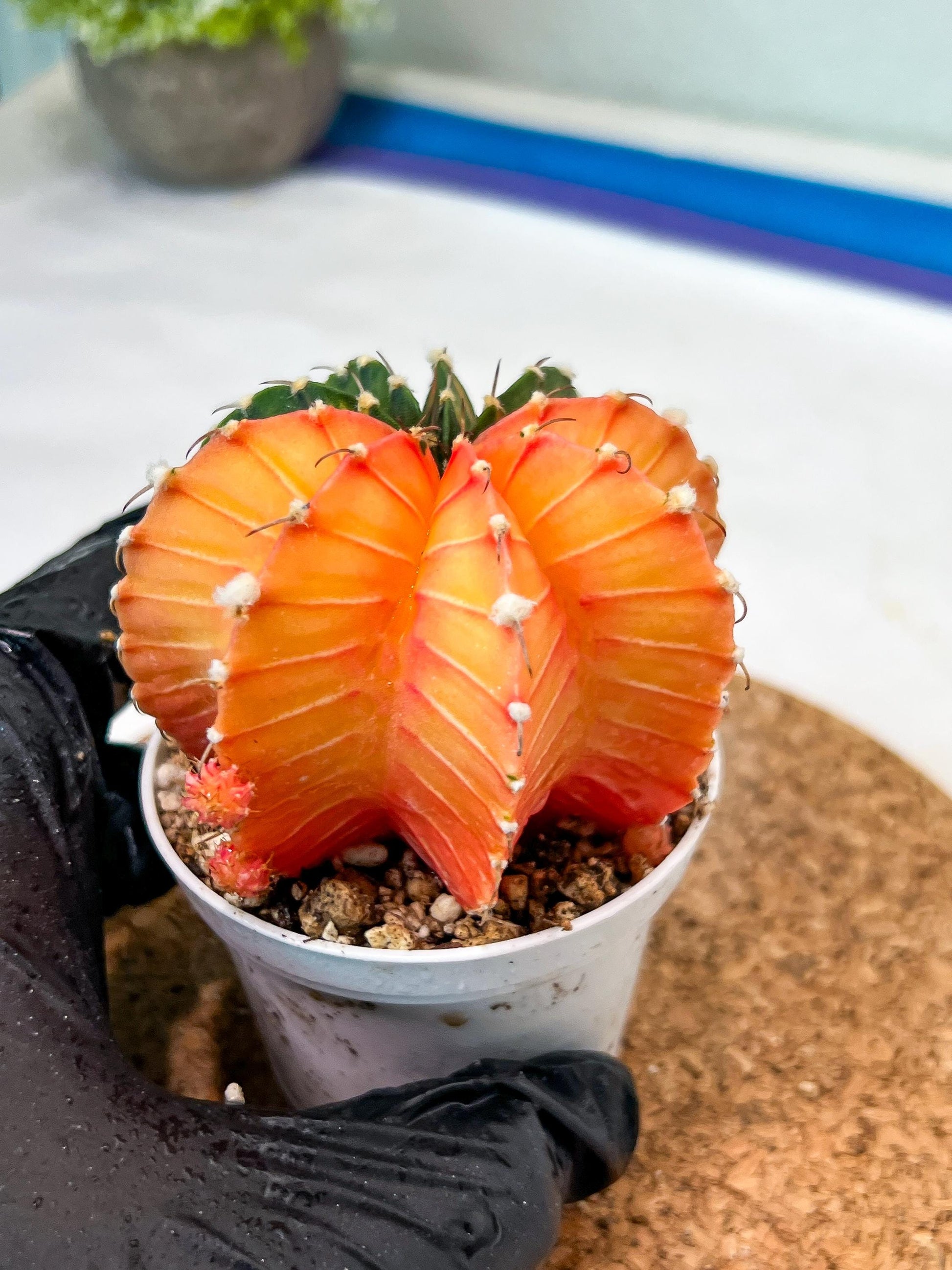 Gymnocalycium Mihanovichii Var (g3) (b5) | variegated plants