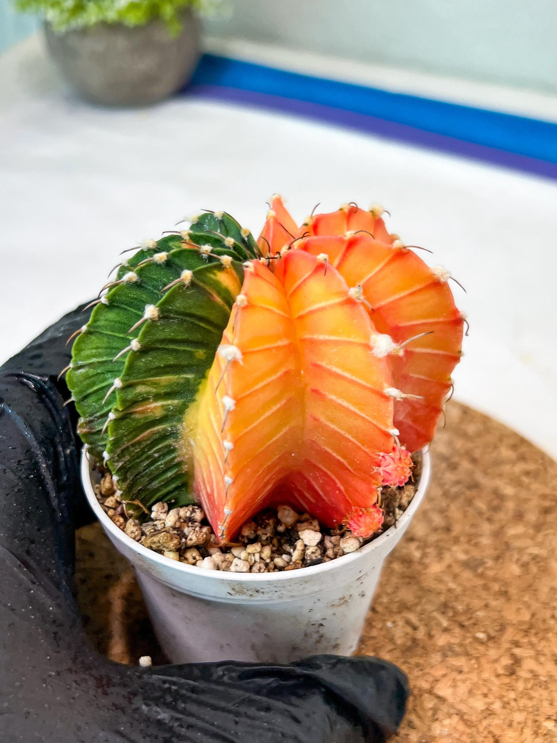 Gymnocalycium Mihanovichii Var (g3) (b5) | variegated plants